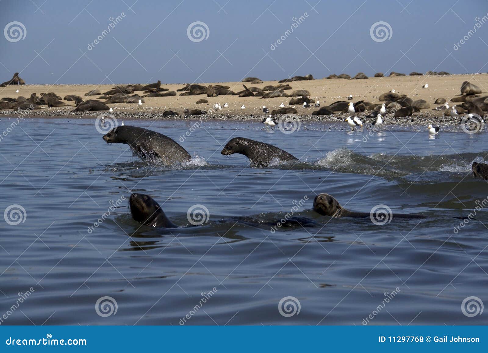 Kayaking Around Pelican Point Stock Photo Image of coast, jumping