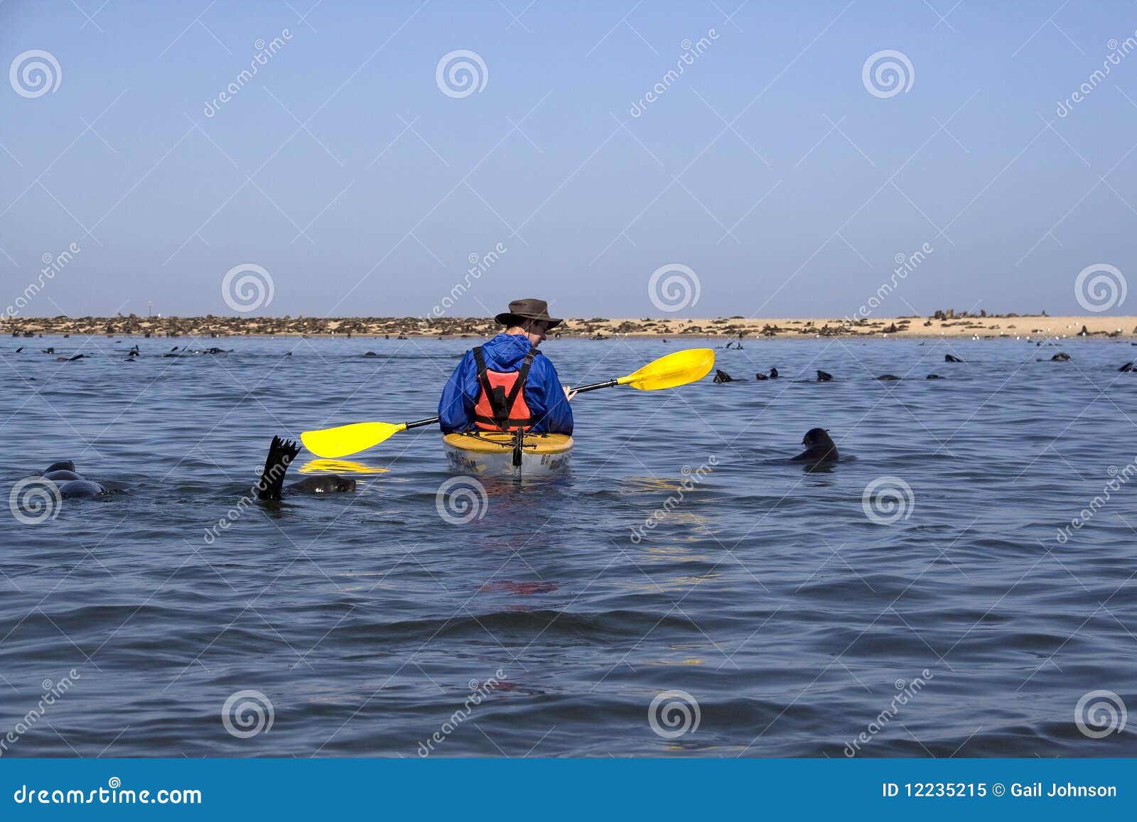 Kayaking Around Pelican Point Stock Image Image of swakopmund, german