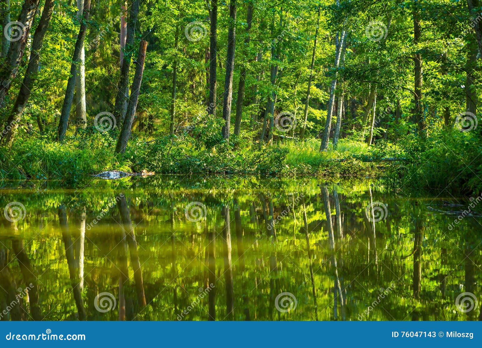 kayaking by wild river in poland (omulew river)