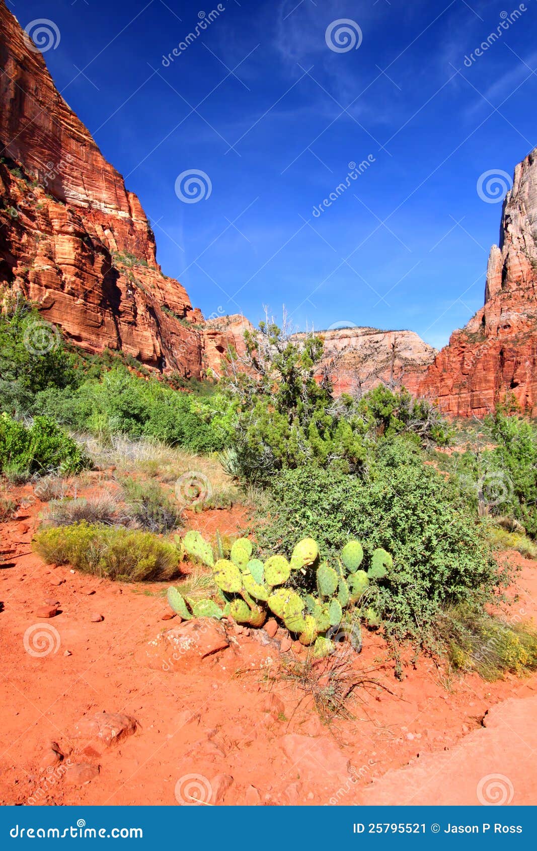 Kayenta Trail Zion National Park Stock Image Image of plant, landscape 25795521