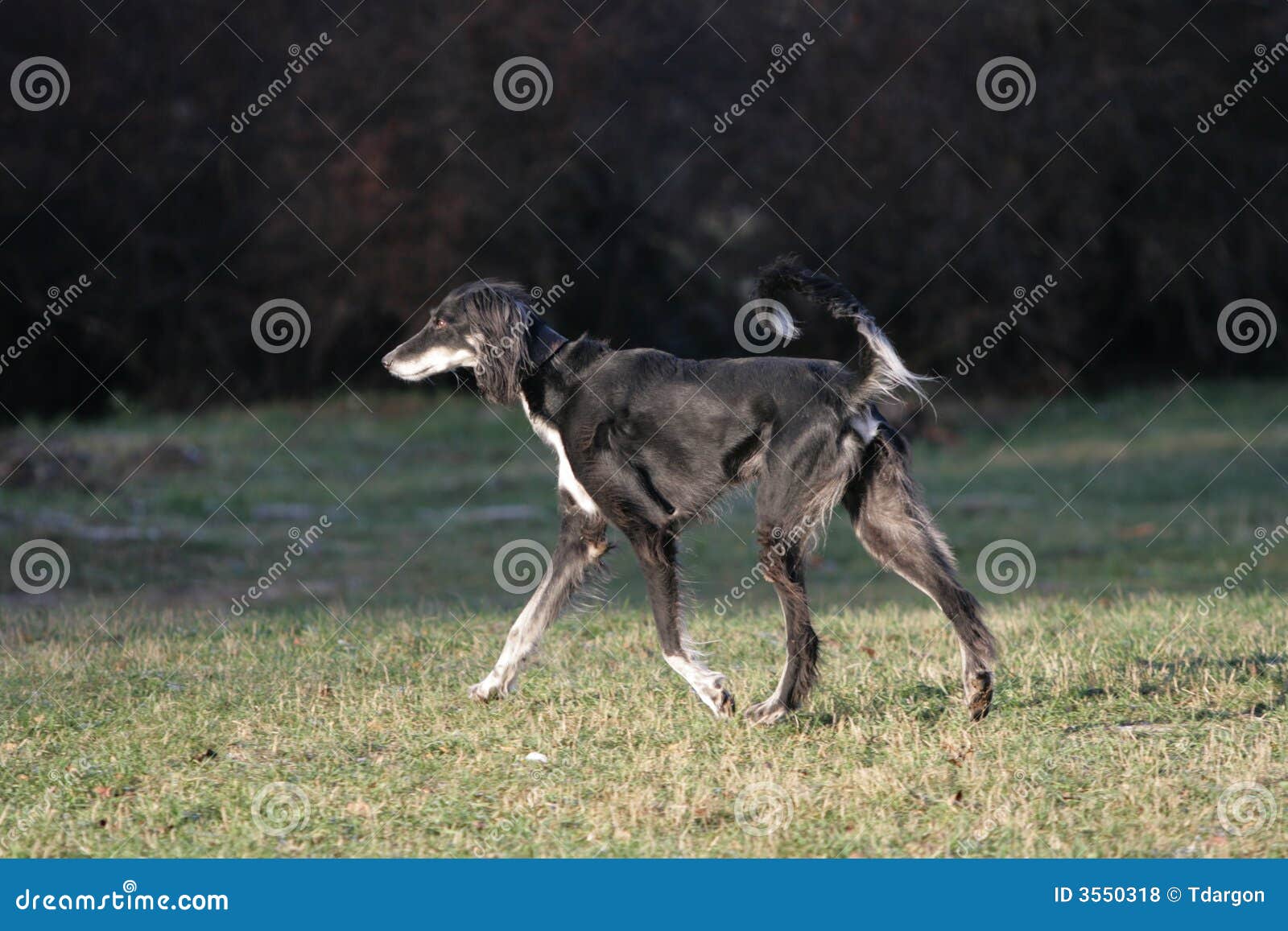 Kazakh Tazi stock photo. Image of hound, canine, grass 3550318