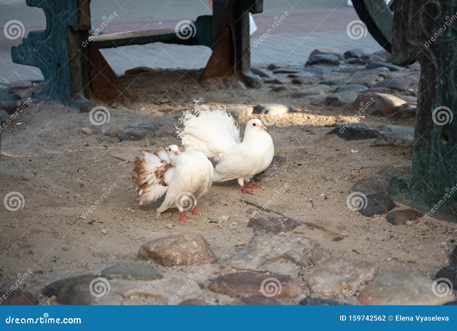 Kazan, Russia- July 19, 2019. Bauma street, pedestrian street, a favorite place for tourists and visitors to walk. Kazan, Republic of Tatarstan, Russia - July 19, 2019. Bauman street, pedestrian street, favorite place for tourists and visitors to walk, white, bird, pigeons, hand, trained, photos, city, building, tourism, cityscape, old, urban, culture, europe, famous, landmark, monument, outdoor, russian, town, travel, art, bronze, people, scene, sightseeing, spring, symbol, tower, exterior, historic, history, baumana, details, classical, large, church, vintage, style, european