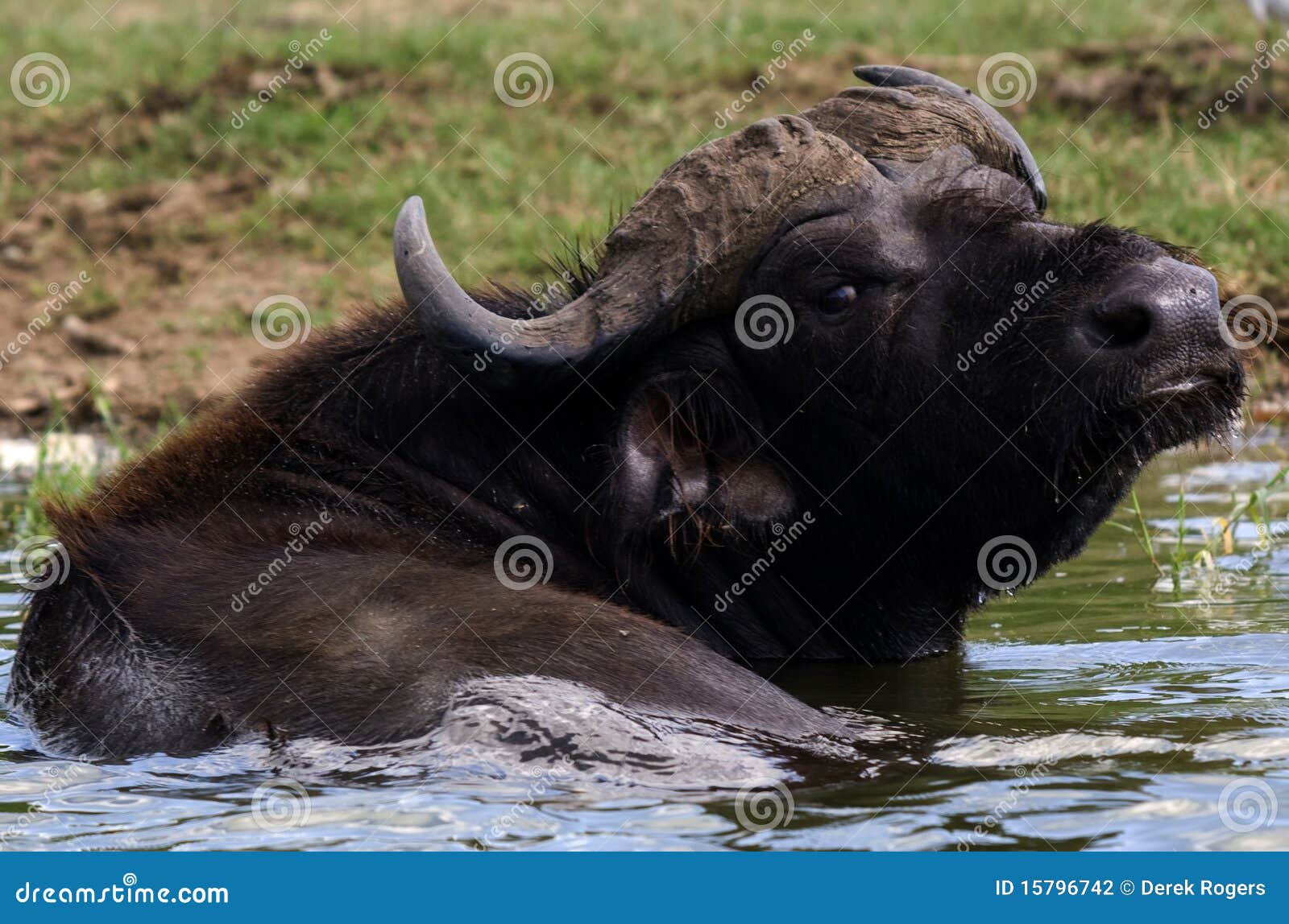 Kazinga Channel Uganda Water Buffalo Stock Photo Image of horns, buffalo 15796742