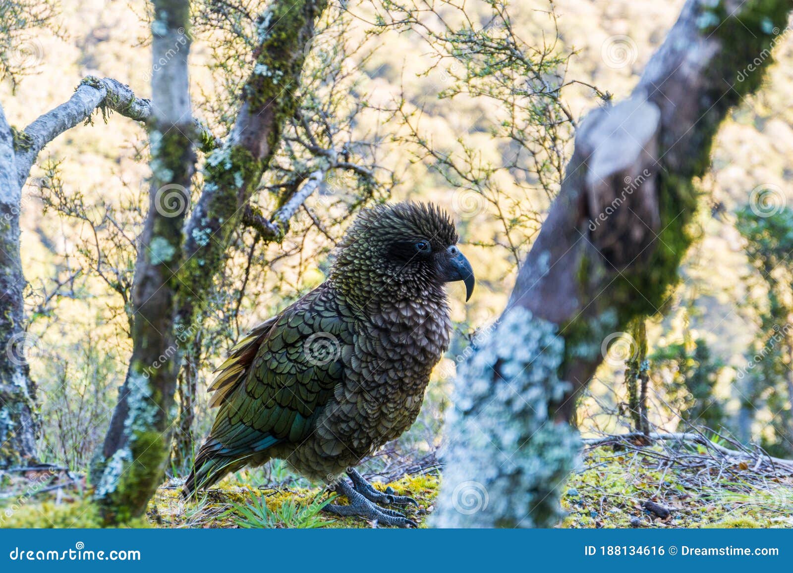 Kea, New Zealand`s Rare Parrot Stock Photo - Image of island, shiny:  188134616