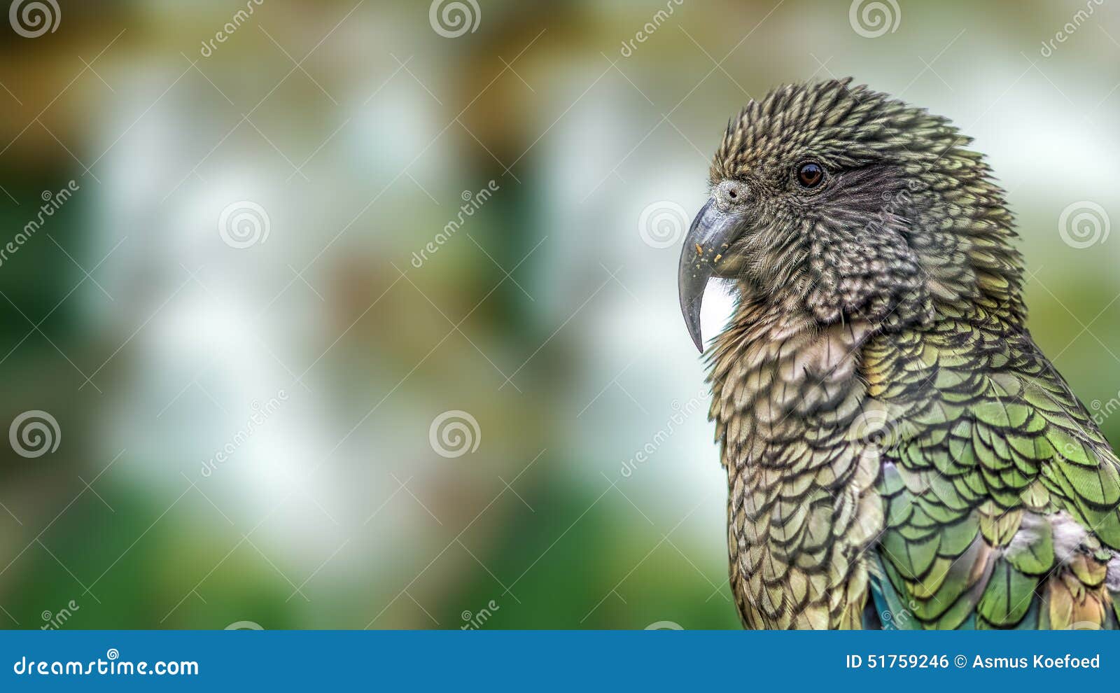 kea parrot (nestor notabilis)