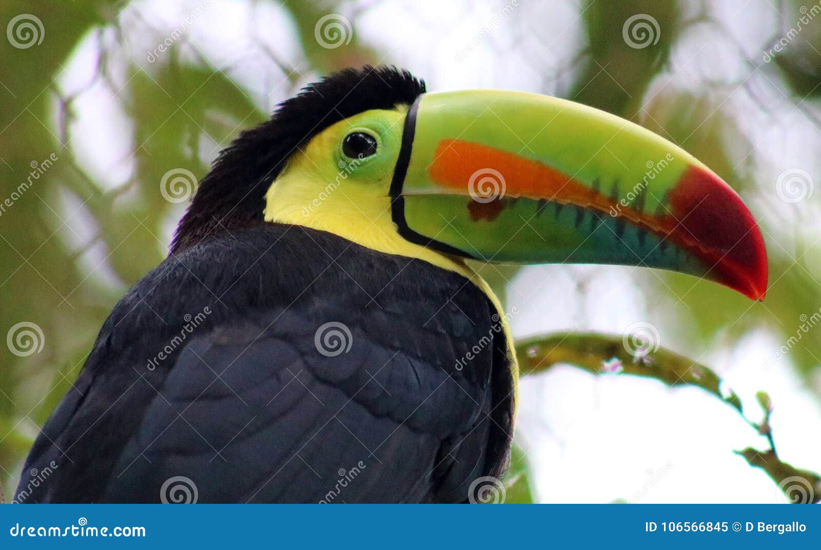 keel billed colorful beautiful toucan in costa rica gorgeous tucan tucano