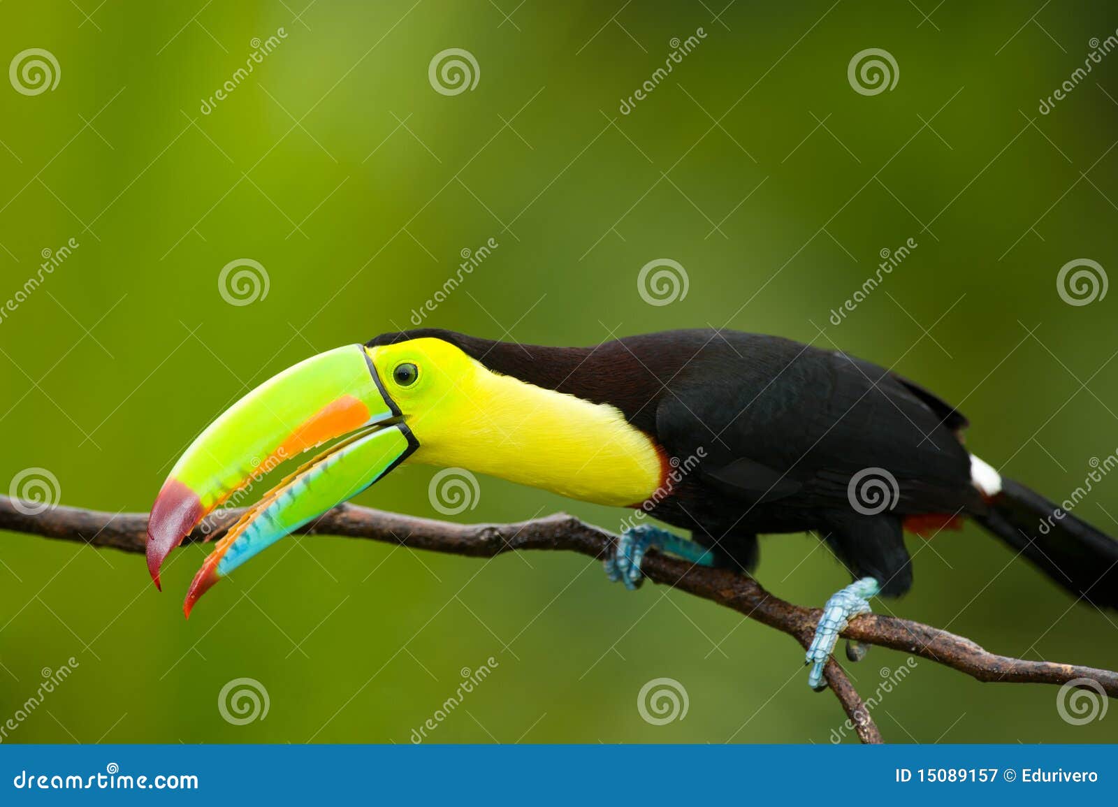 keel billed toucan.