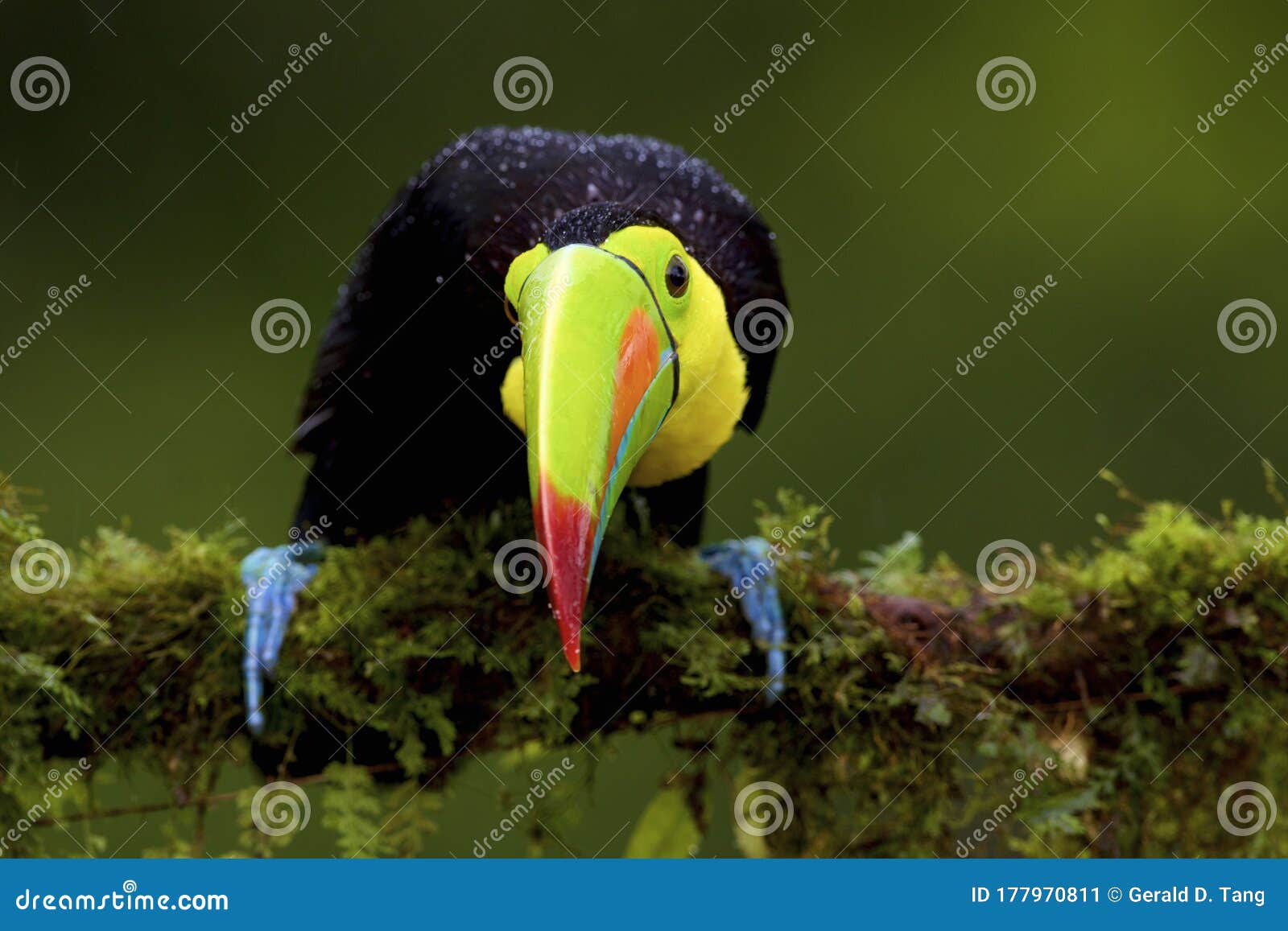 keel-billed toucan  840007