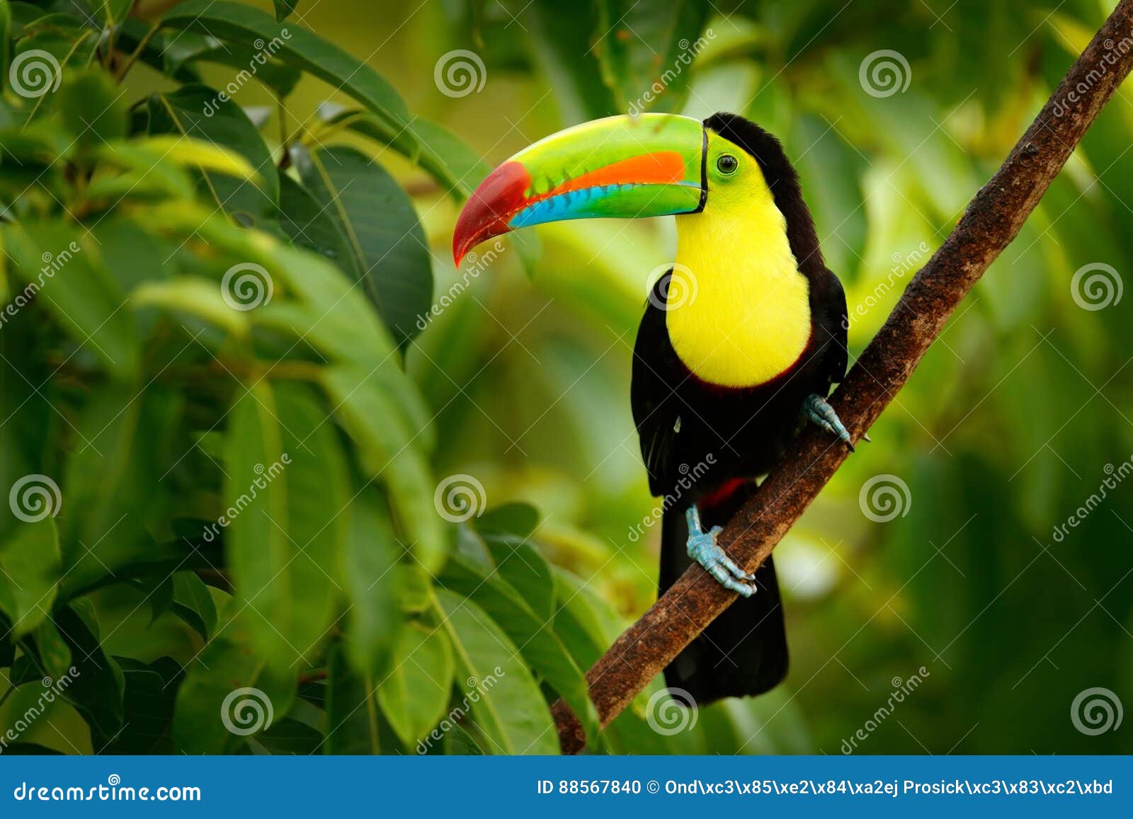 keel-billed toucan, ramphastos sulfuratus, bird with big bill.