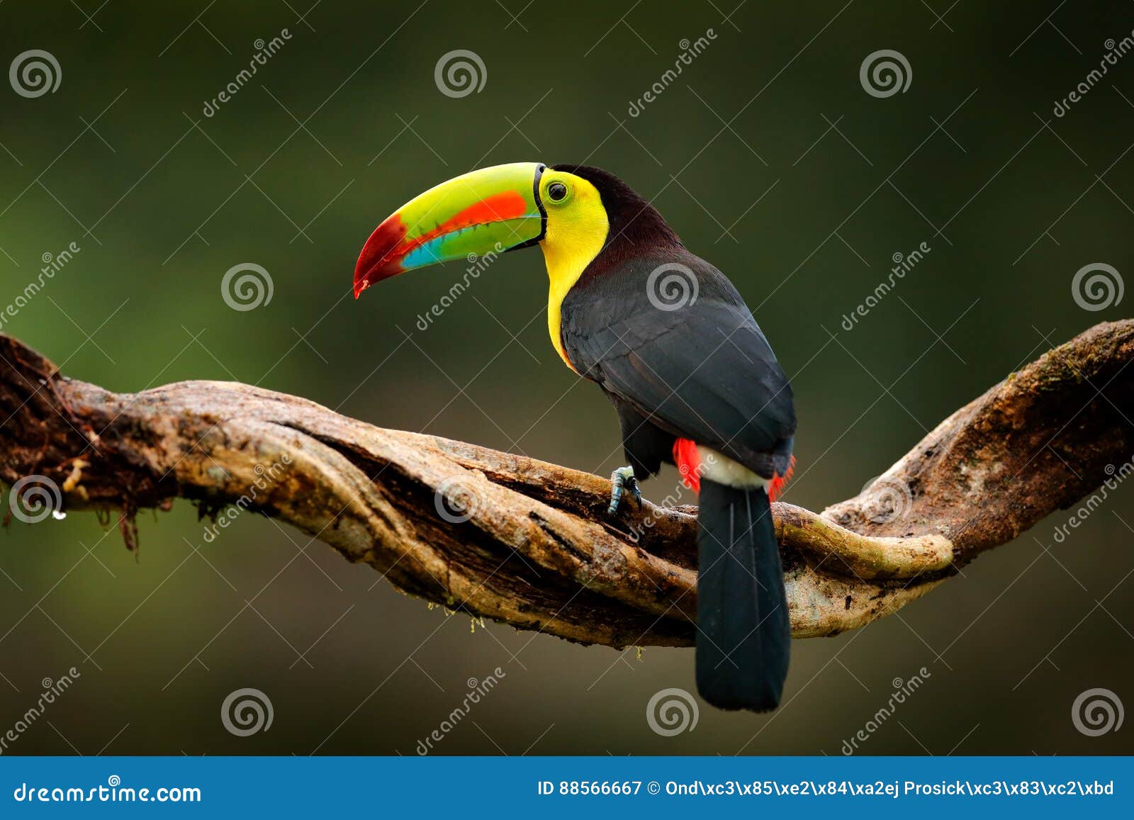 keel-billed toucan, ramphastos sulfuratus, bird with big bill. toucan sitting on branch in the forest, guatemala. nature travel in