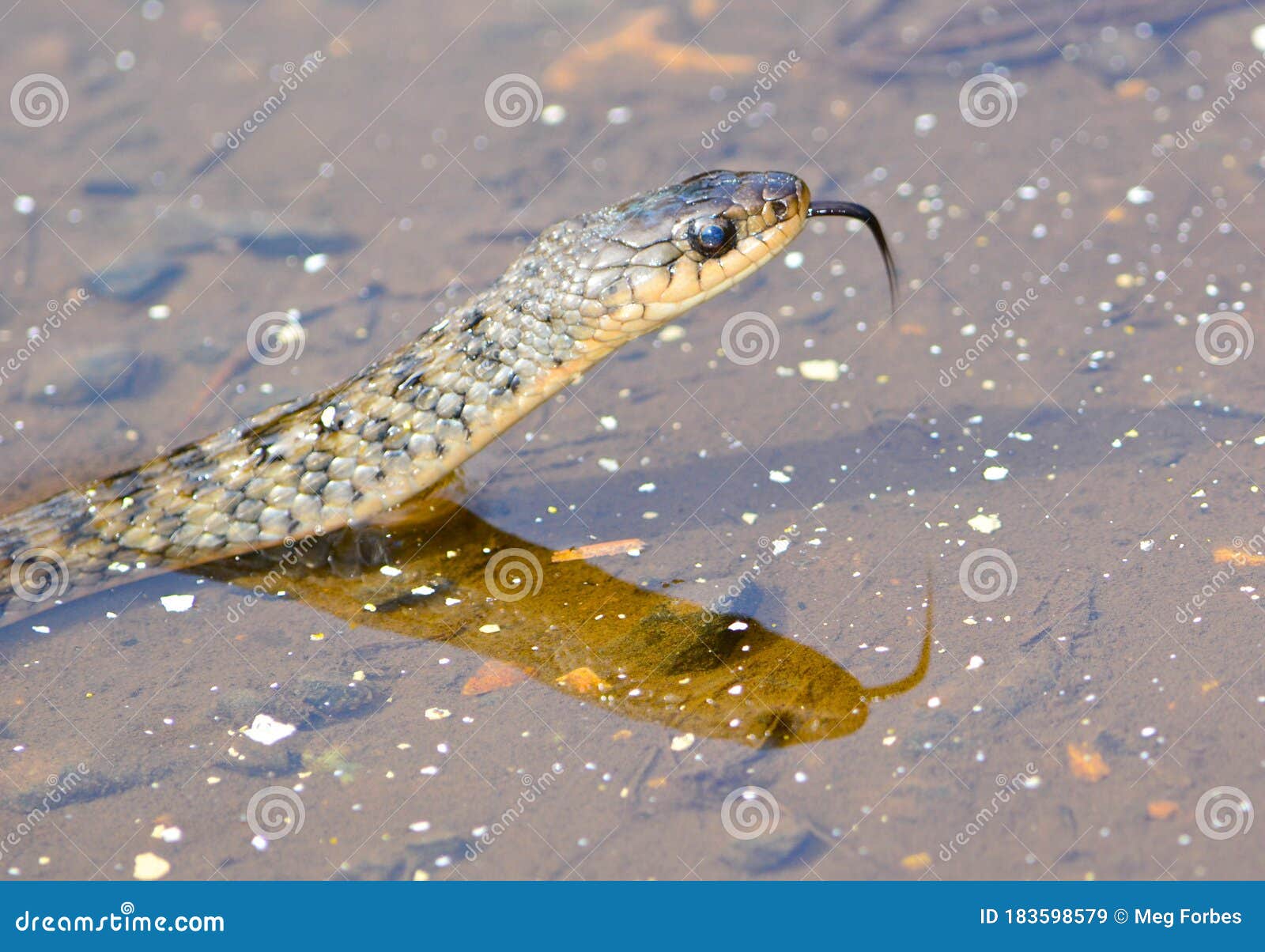 Keelback Snake in Queensland, Australia Stock Image Image of icon, danger:
