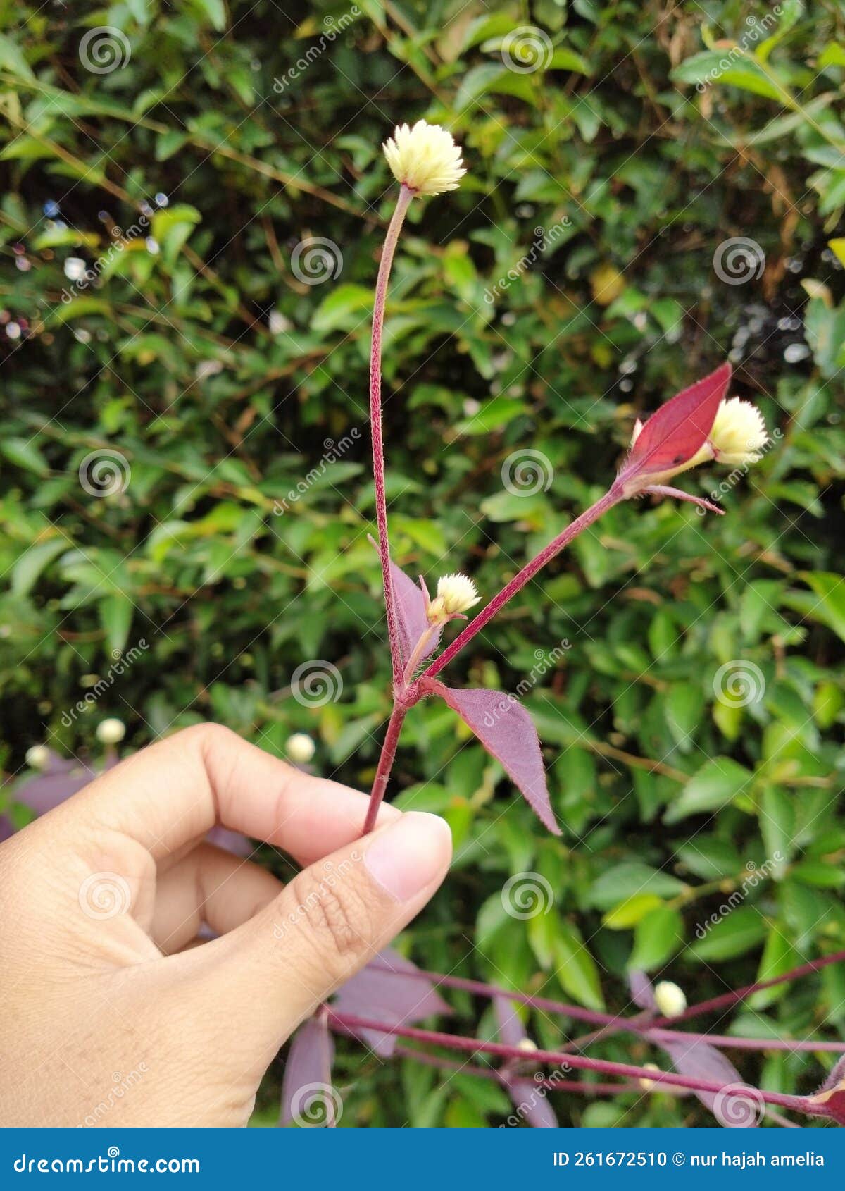 Beautiful Flowers Bring Happiness Stock Photo Image of flower