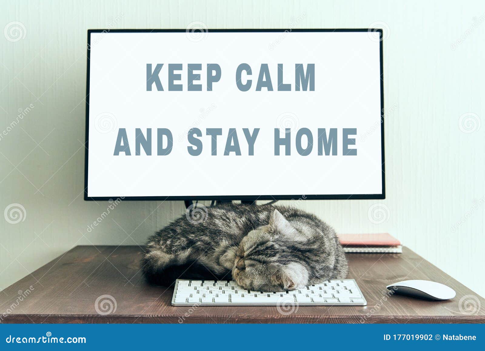 keep calm and stay home concept. fluffy cat sleeps on desktop next to computer