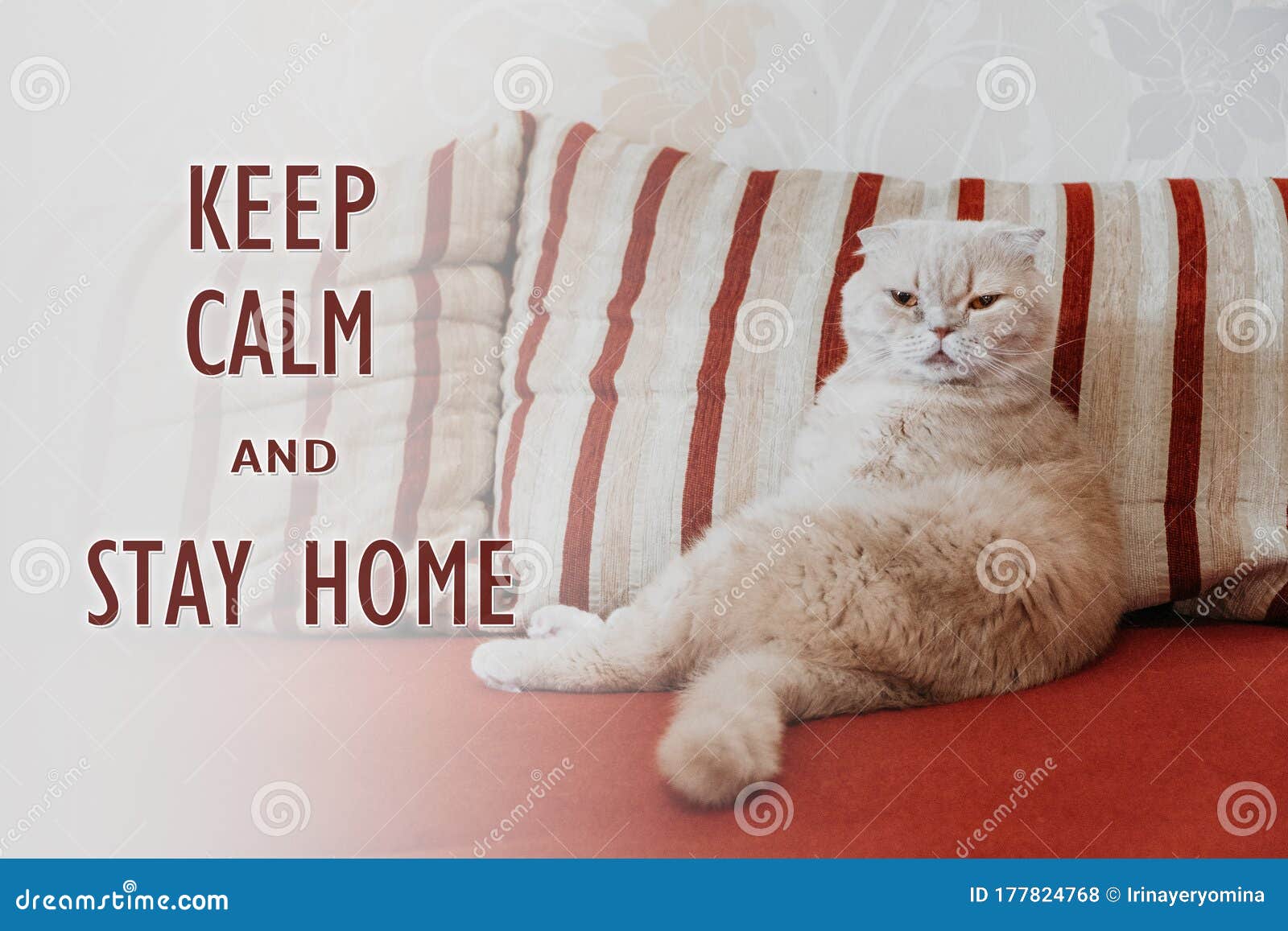 Keep Calm and Stay Home Quote Banner with Text. Funny Scottish ...