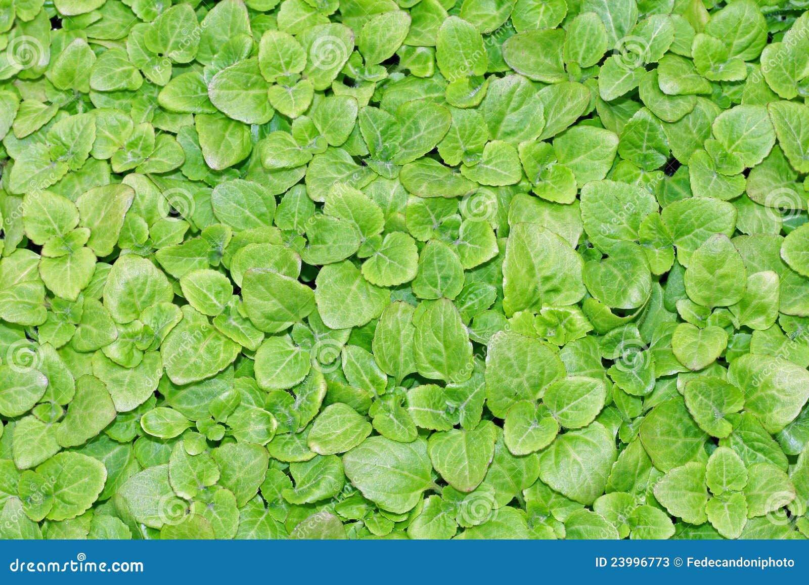Keep Growing Green Leaves of Lettuce Ready To Harvest Stock Image