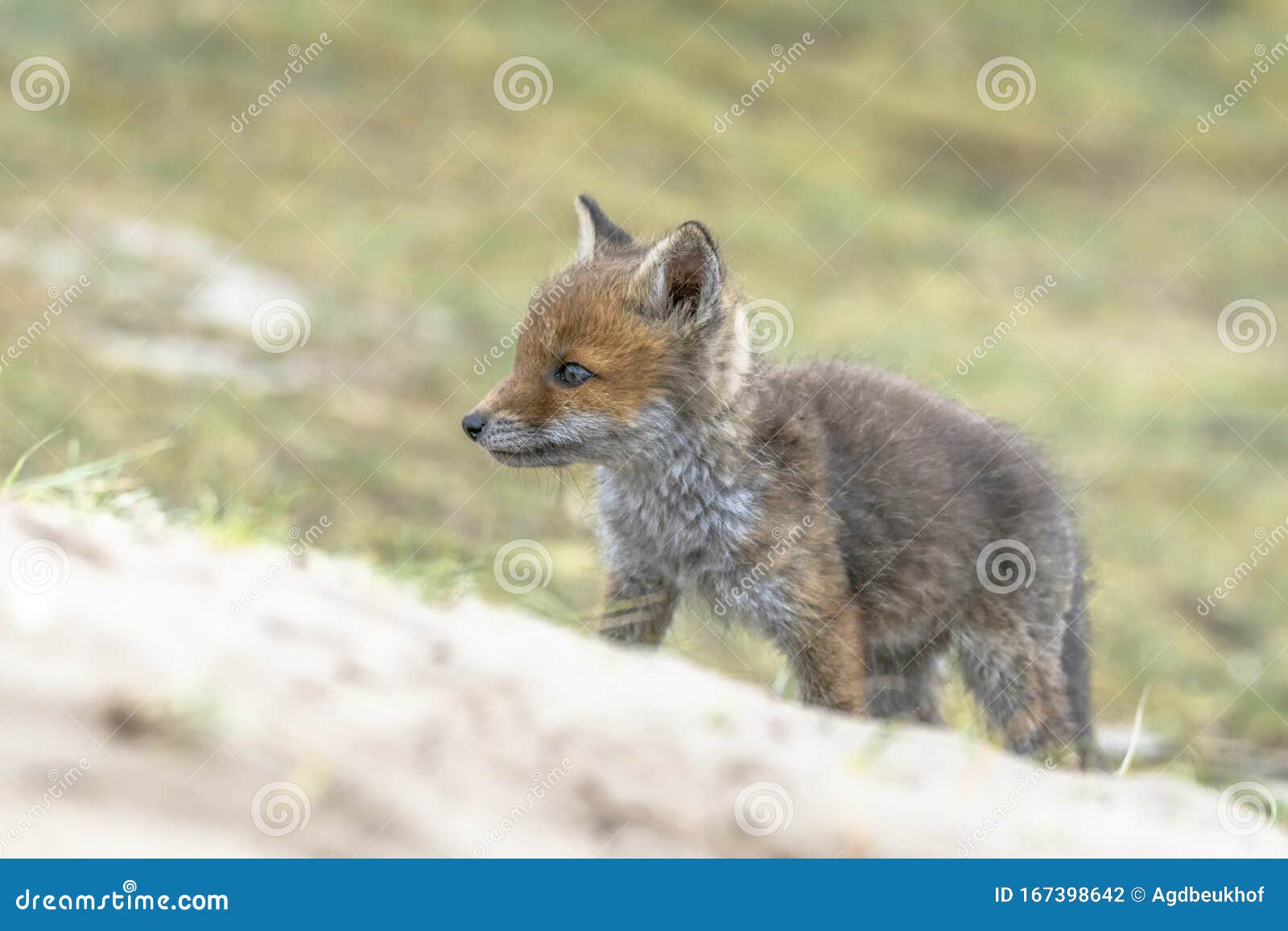 newborn fox