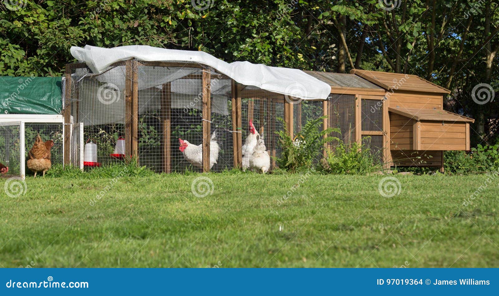 Keeping Chickens in garden stock photo. Image of dinner 97019364