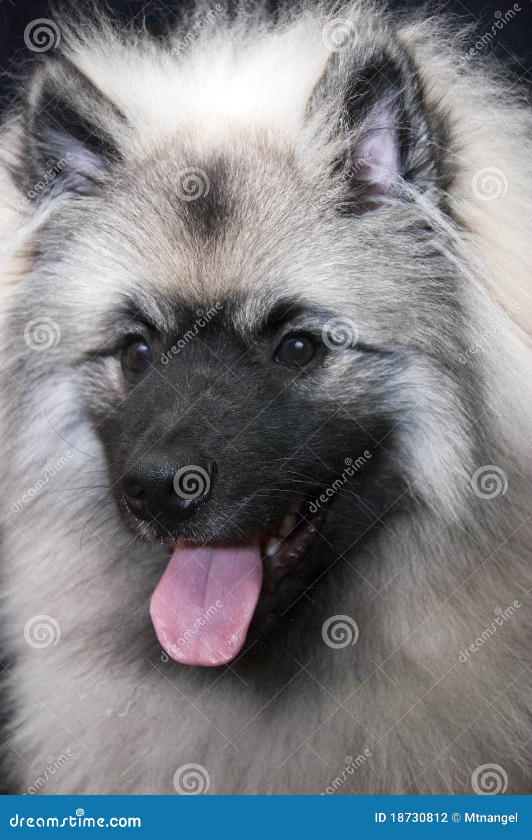Keeshond stock photo. Image of keeshond, obedient, brown 18730812
