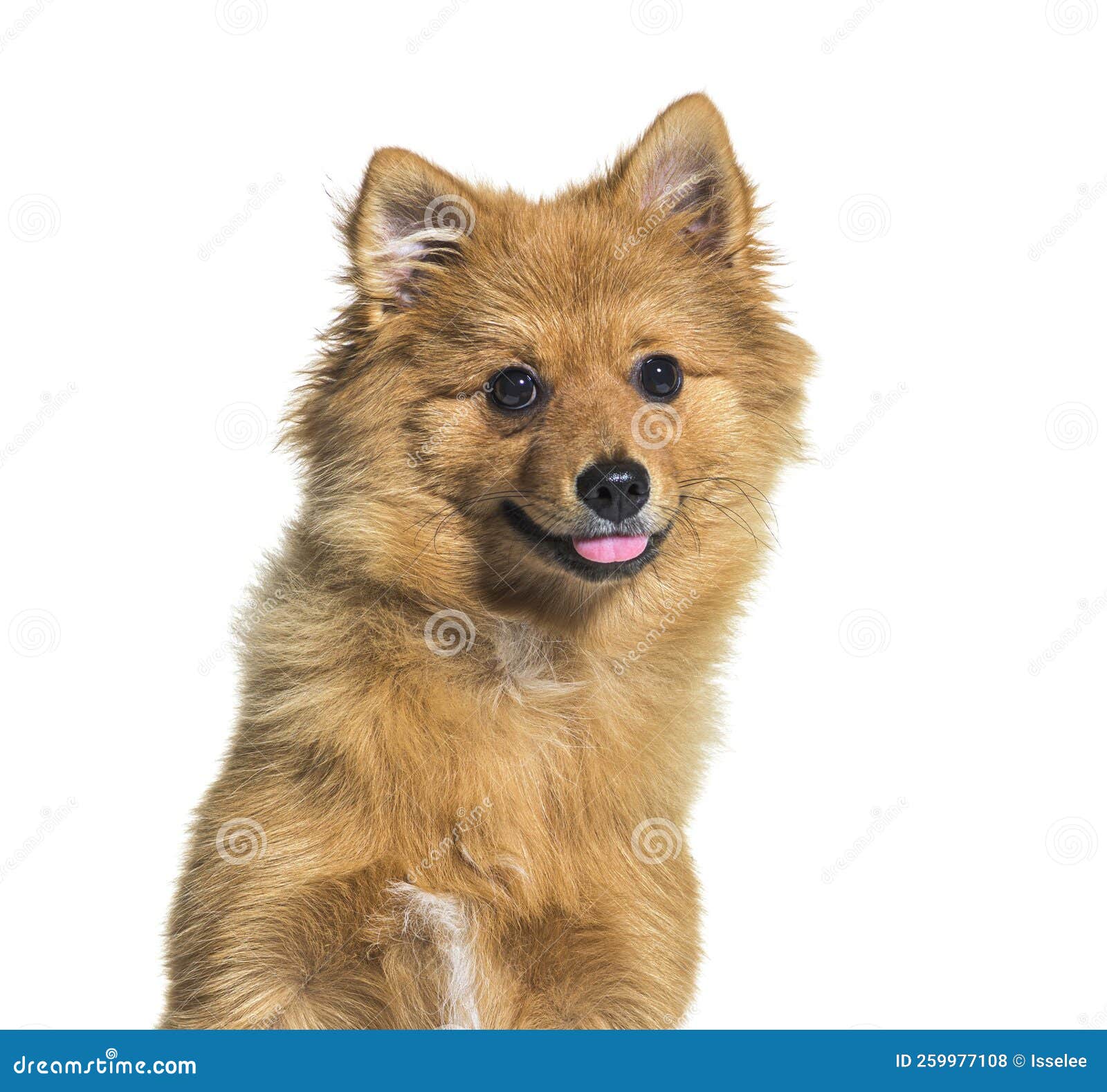 Keeshond Dog Panting, Isolated on White Stock Photo Image of brown