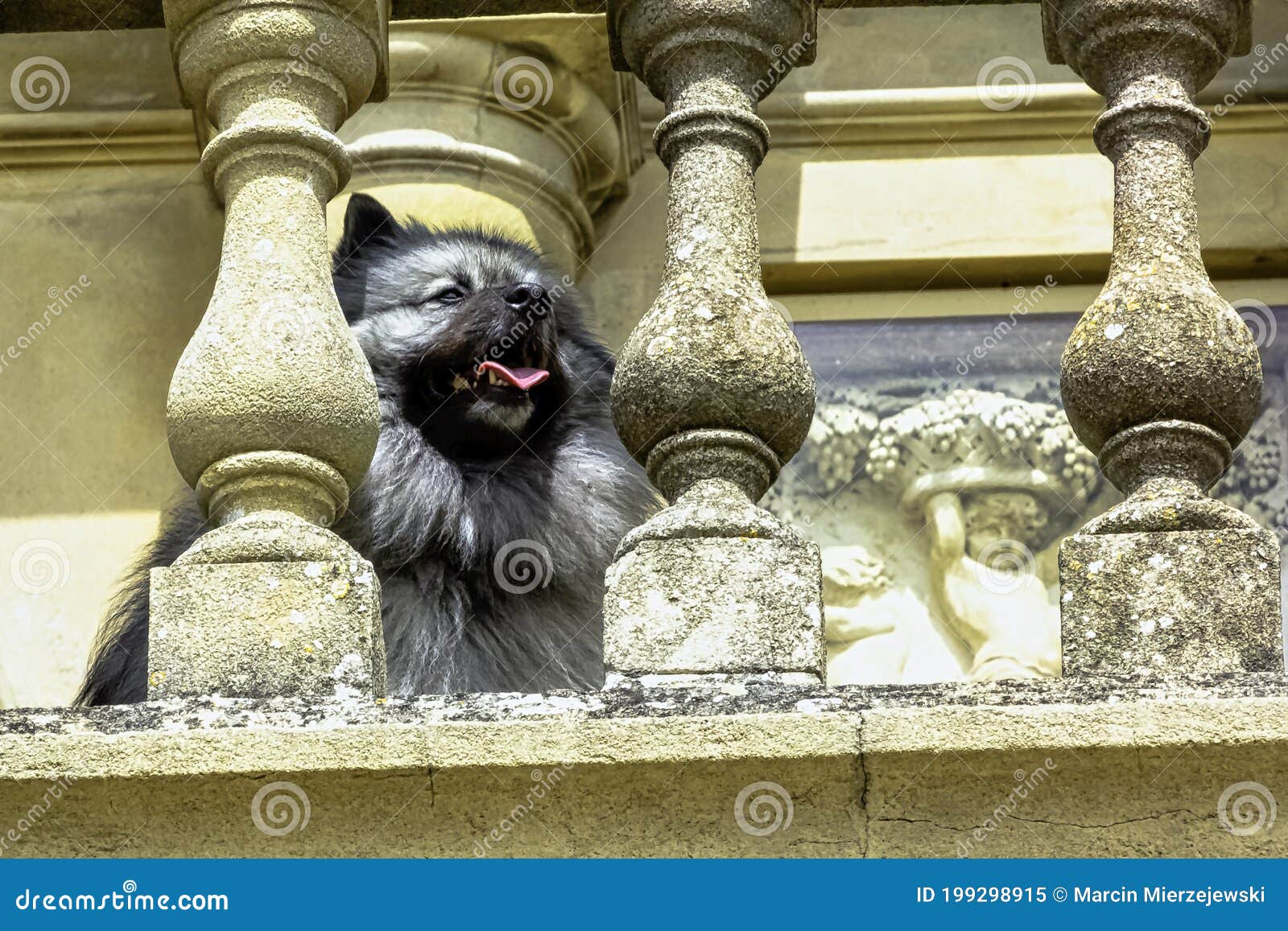 Keeshond is a Mediumsized Dog with a Plush, Twolayer Coat Editorial Image Image of german