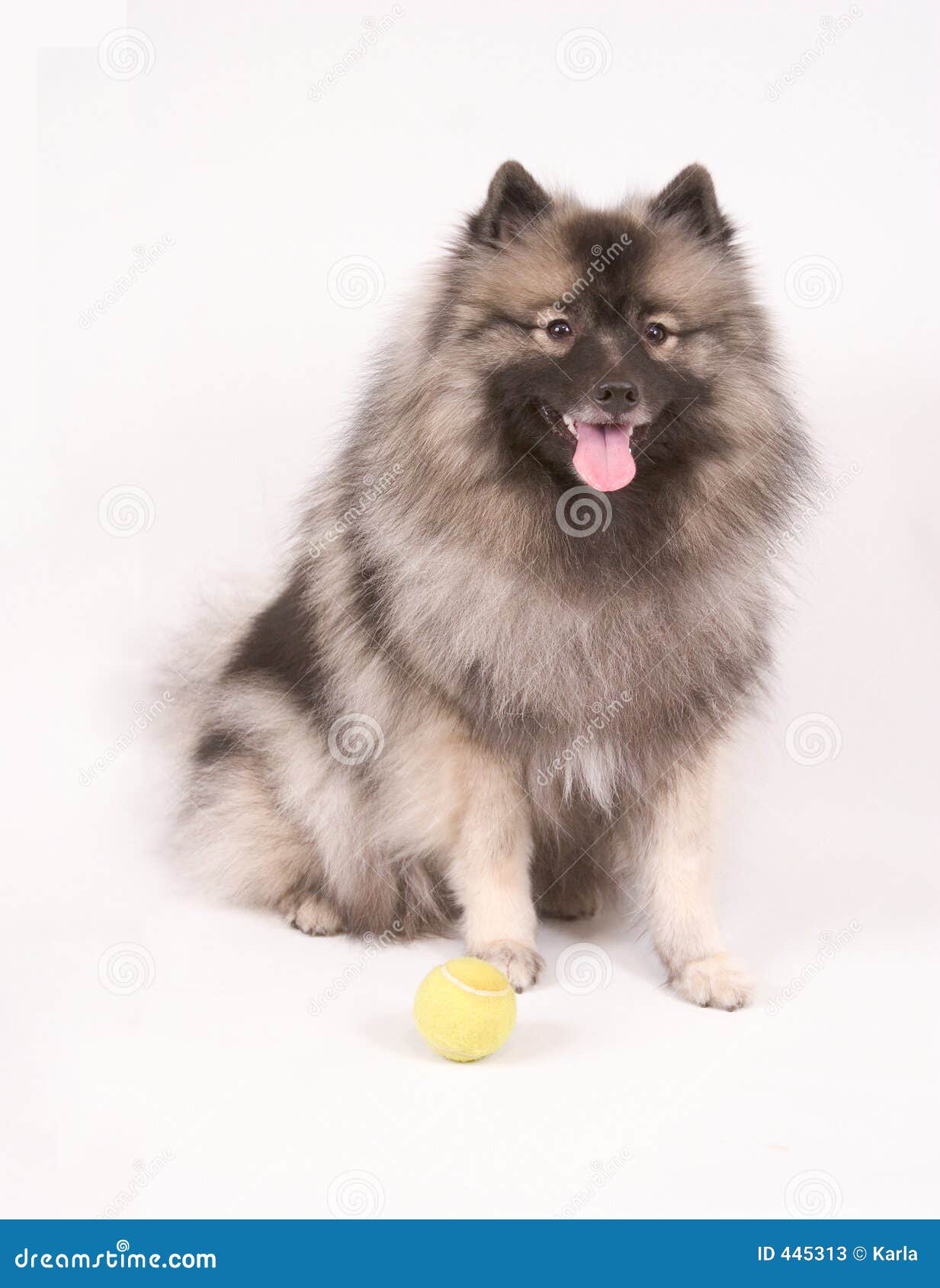 786 Keeshond Dog Stock Photos Free Royalty Free Stock Photos