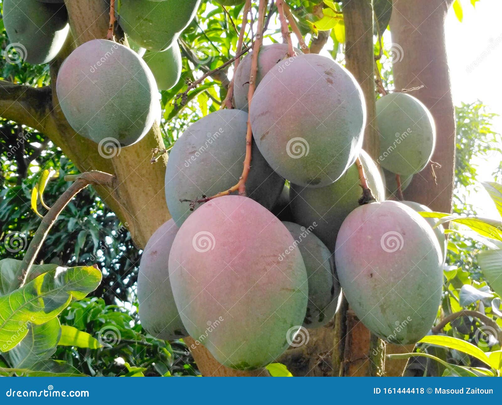 Keit Mango Hanging on Big Tree in Mango Farm in Egypt Stock Photo