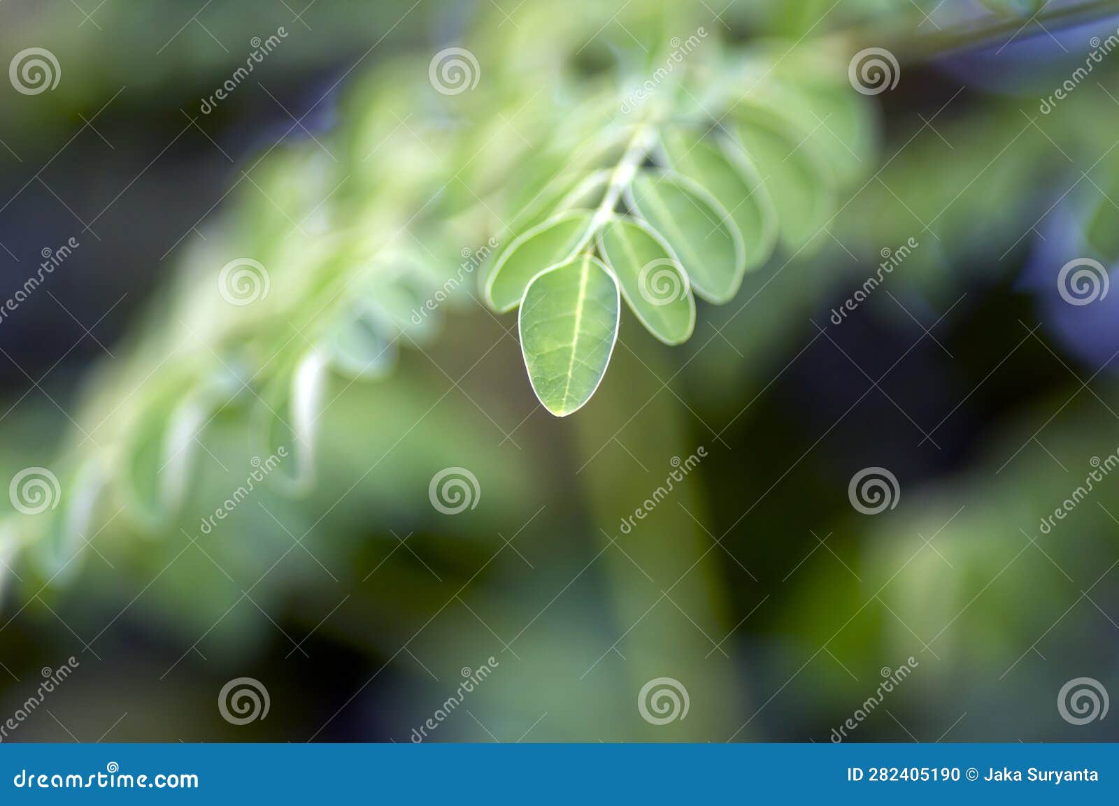 Kelor or Drumstick Tree, Moringa Oleifera, Green Leaves Selected Focus