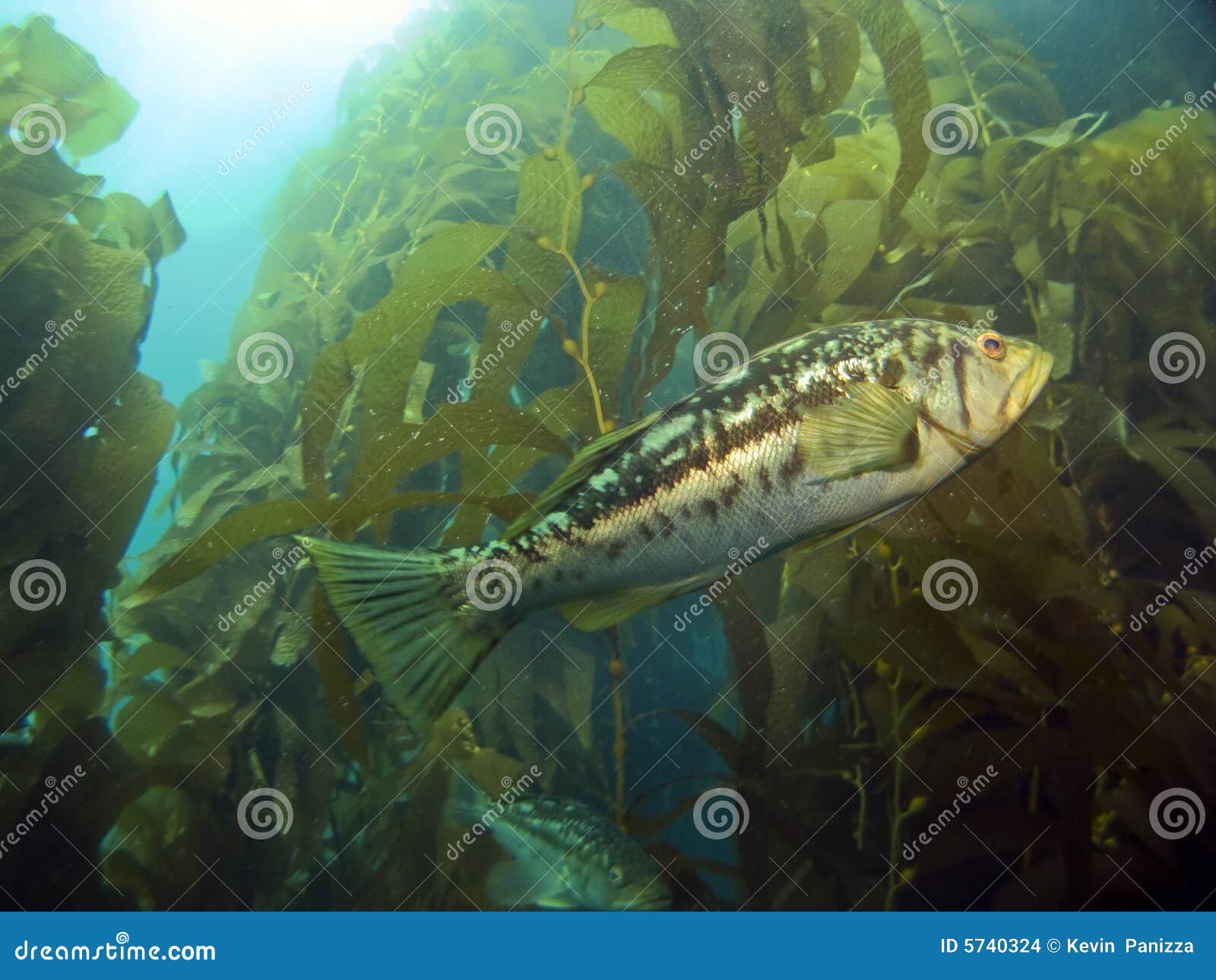 Kelp Bass in the Kelp stock photo. Image of bass, light 5740324