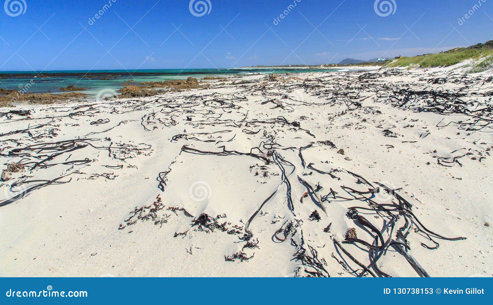 kelp on the beach - pearly beach - south africa