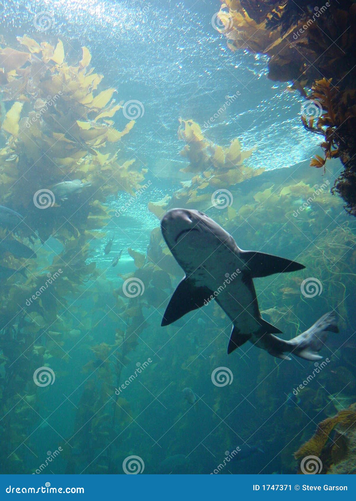 Shark in kelp bed aquarium stock image. Image of life 1747371