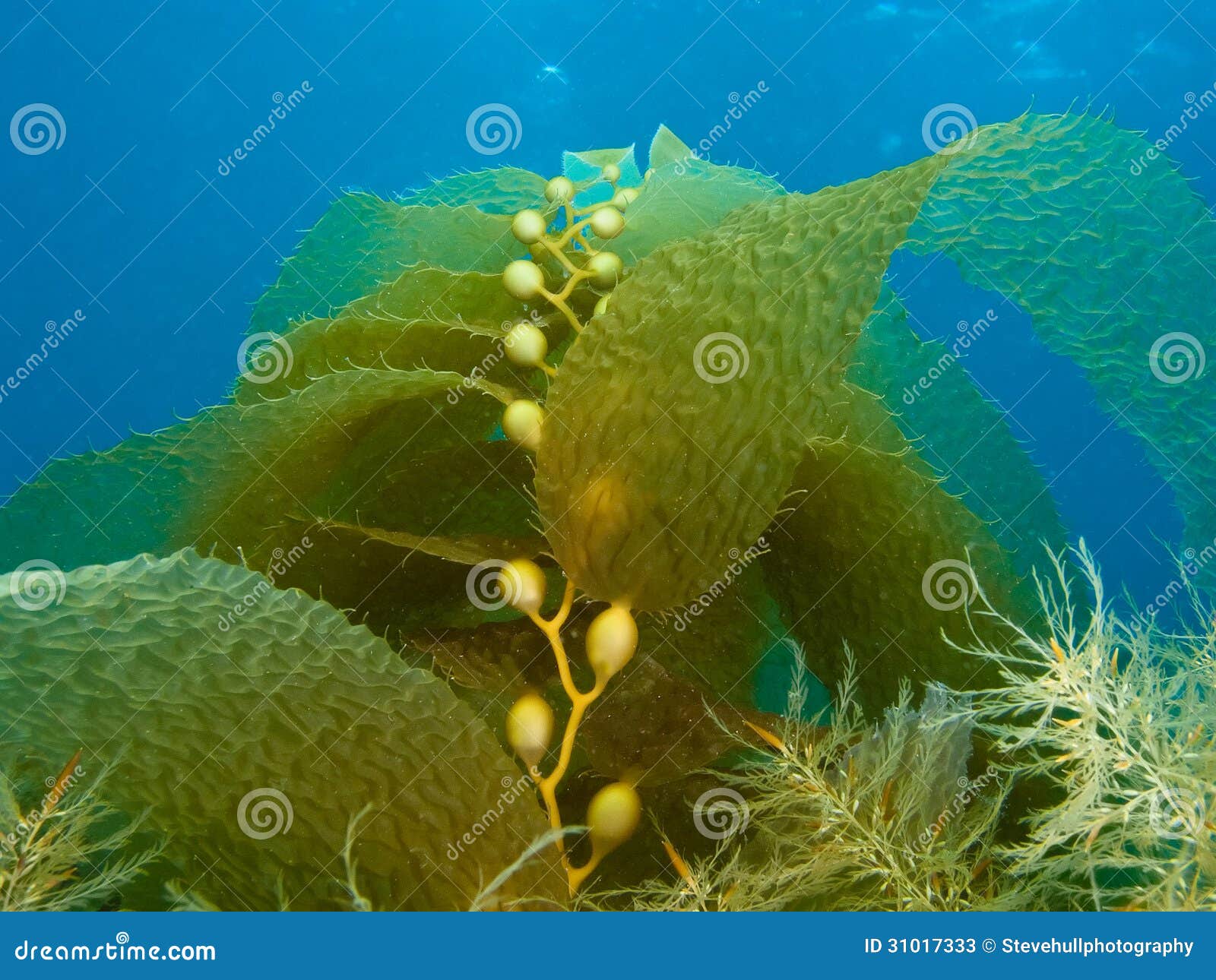 Kelp stock image. Image of ocean, closeup, aquatic, macrocystis 31017333