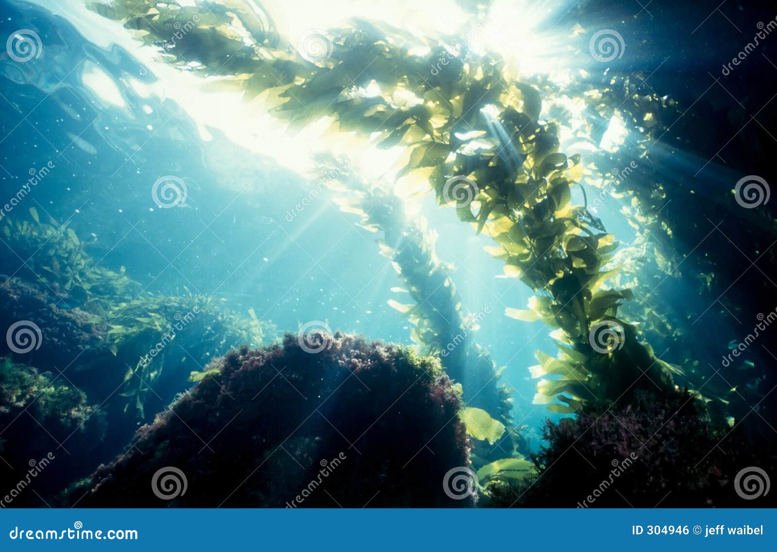 kelp forest sunshine