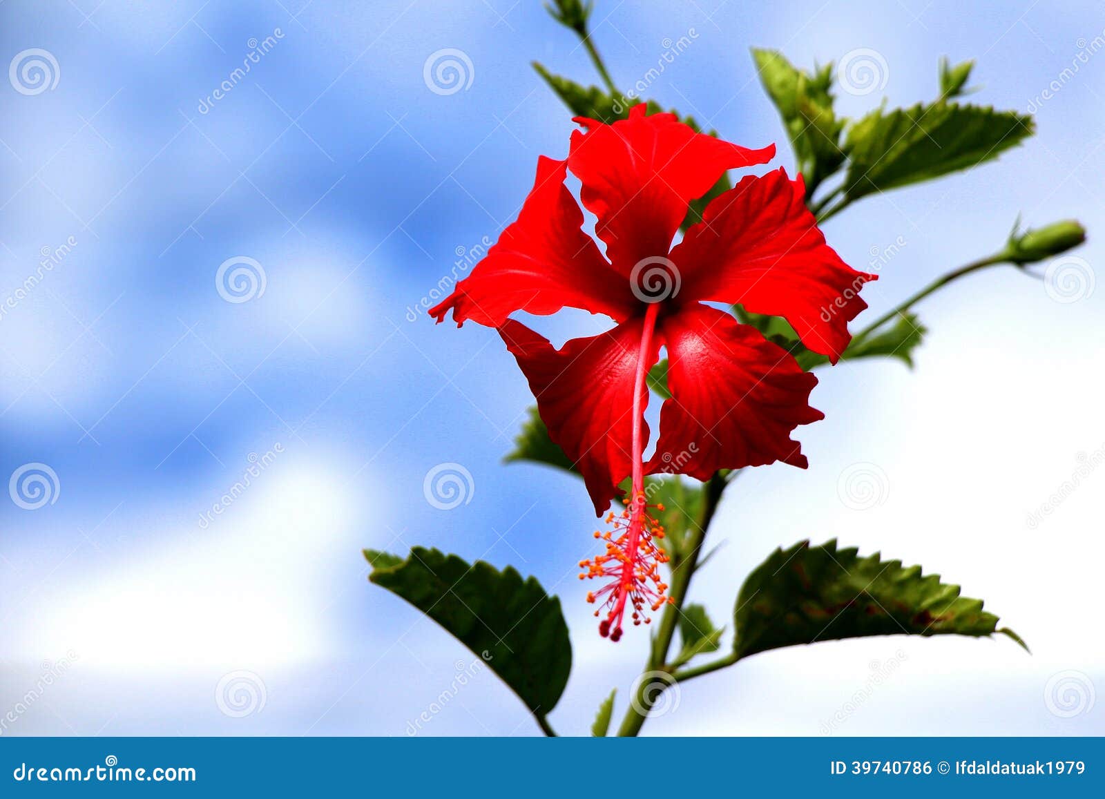 Menakjubkan 26 Gambar Sepatu Flower Gambar Bunga Indah