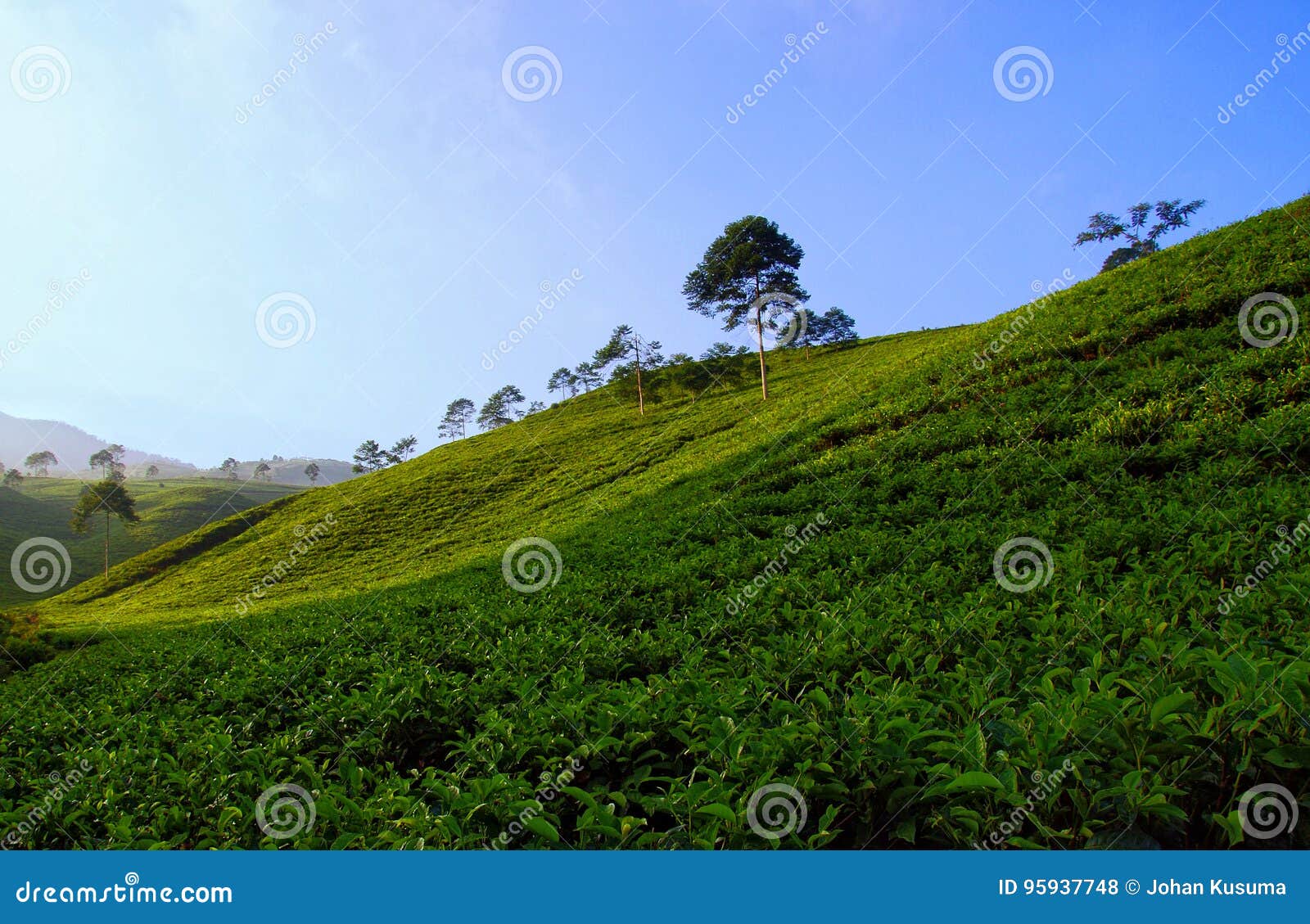 Kemuning Tea Plantation stock photo. Image of agriculture 95937748