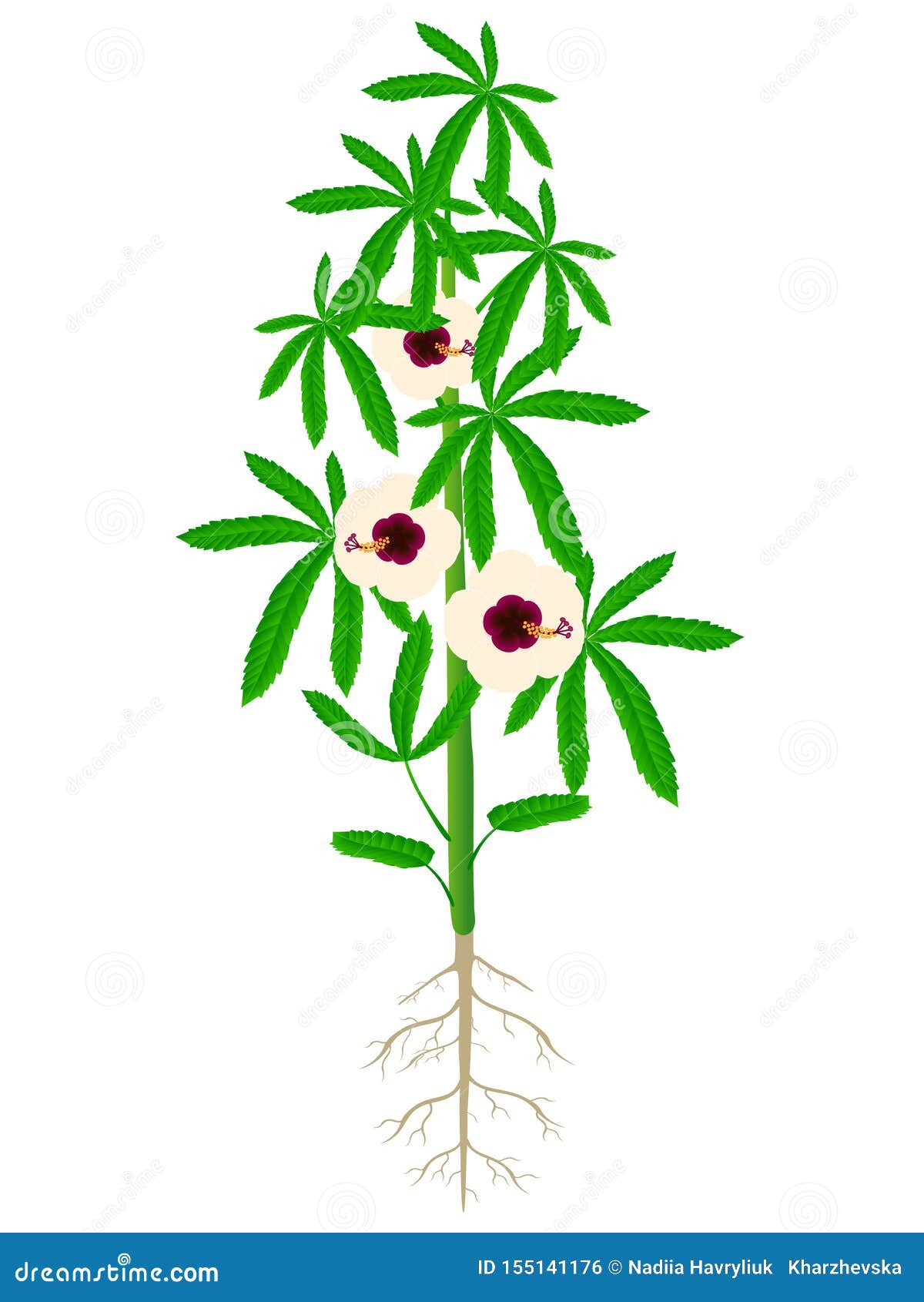 Kenaf Plant Also Called Java Jute Deccan Hemp Hibiscus Cannabinus