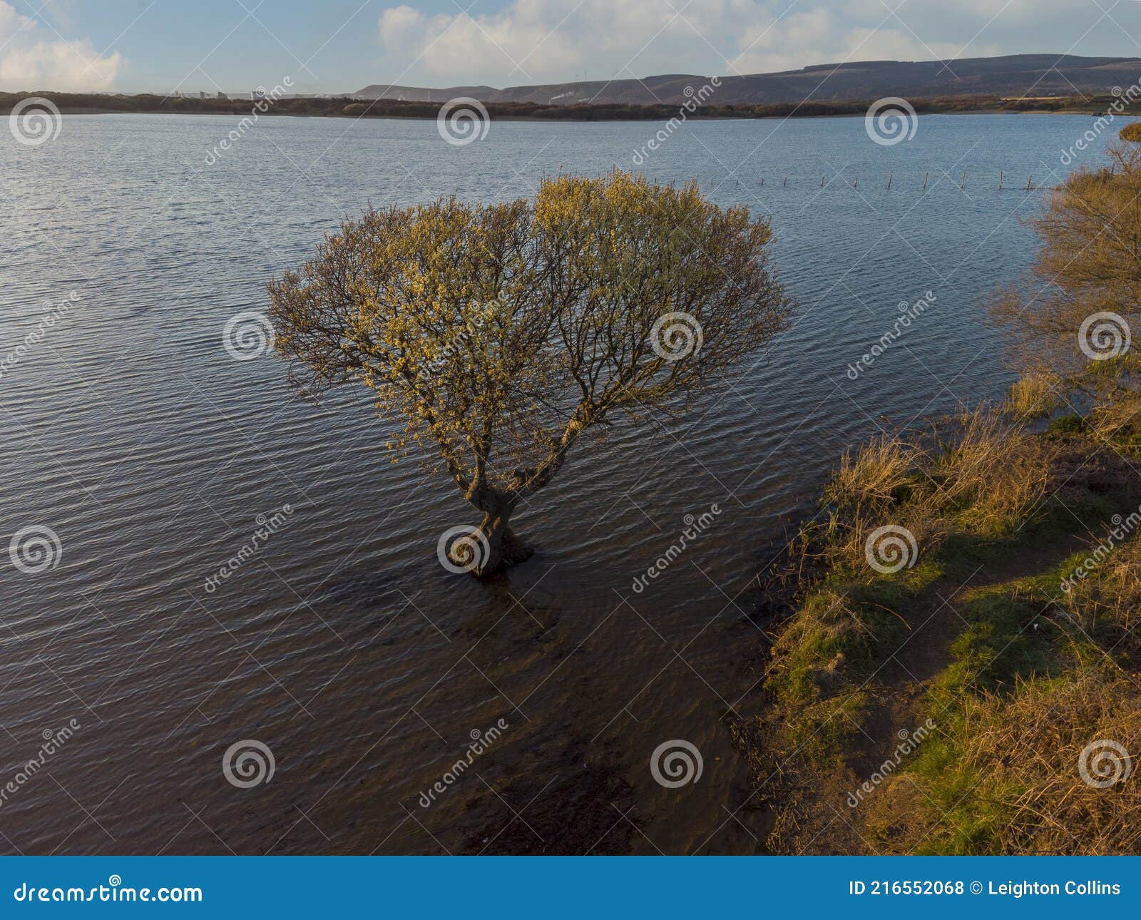 sikring Mispend Alligevel Kenfig pool and tree stock photo. Image of wales, tree - 216552068