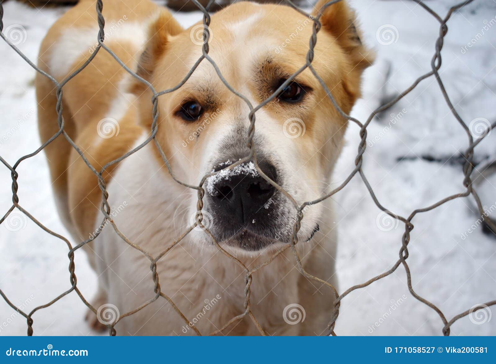 Kennel for Dogs. Abandoned Dogs. Animals Live in Cages. Care for the Animals.  Stock Image - Image of face, cute: 171058527