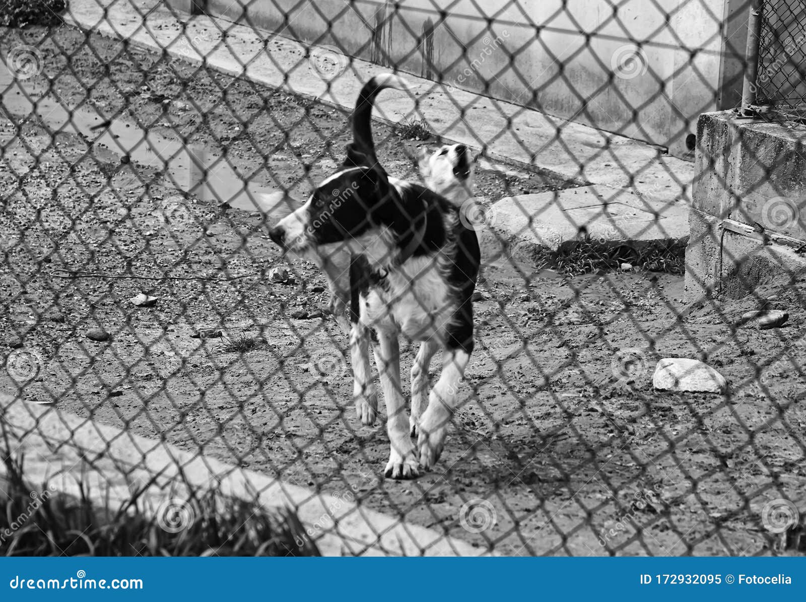 Kennel dogs locked stock image. Image of alone, dogs 172932095