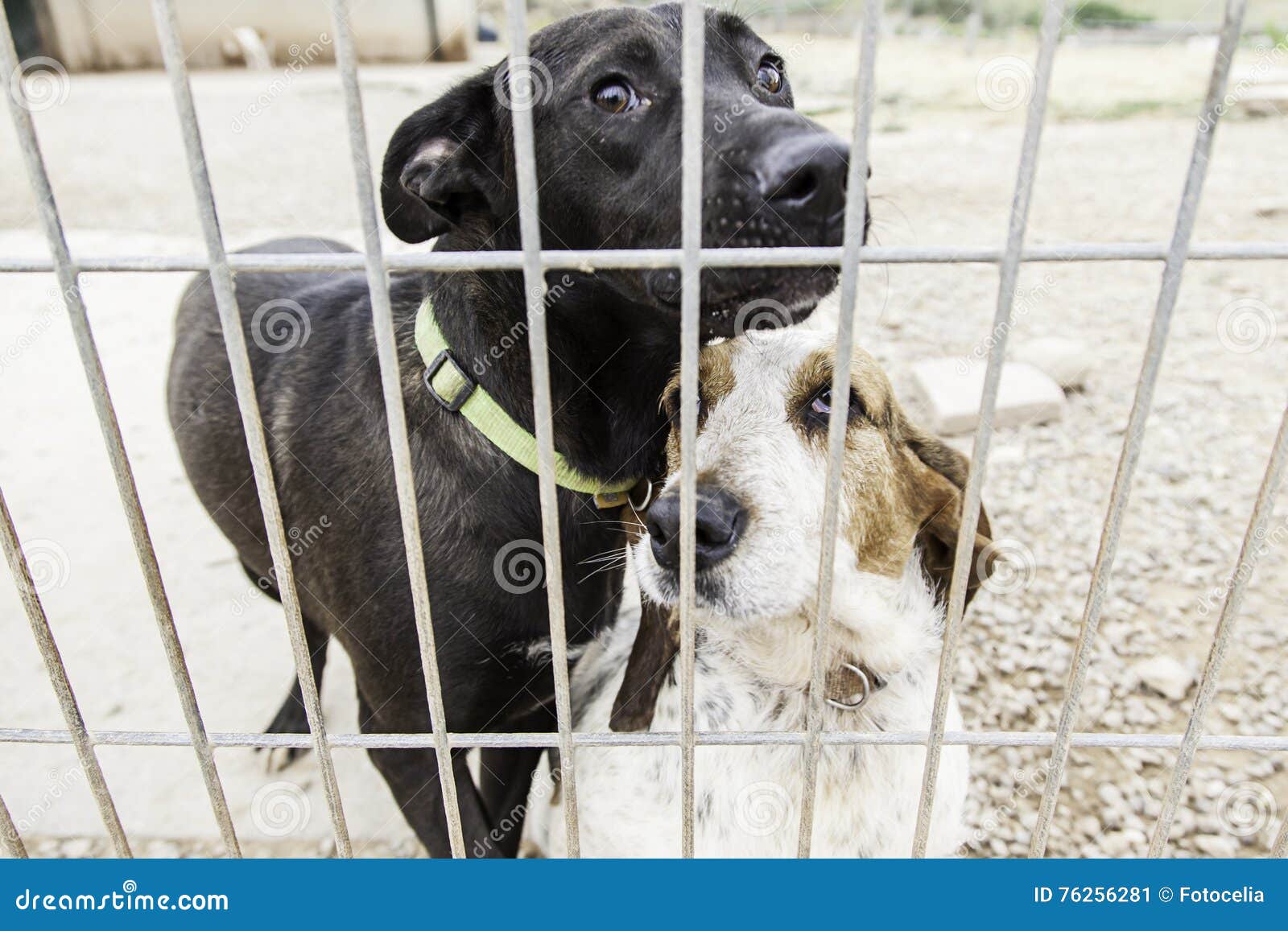 Kennel dogs locked stock image. Image of adoption, love 76256281