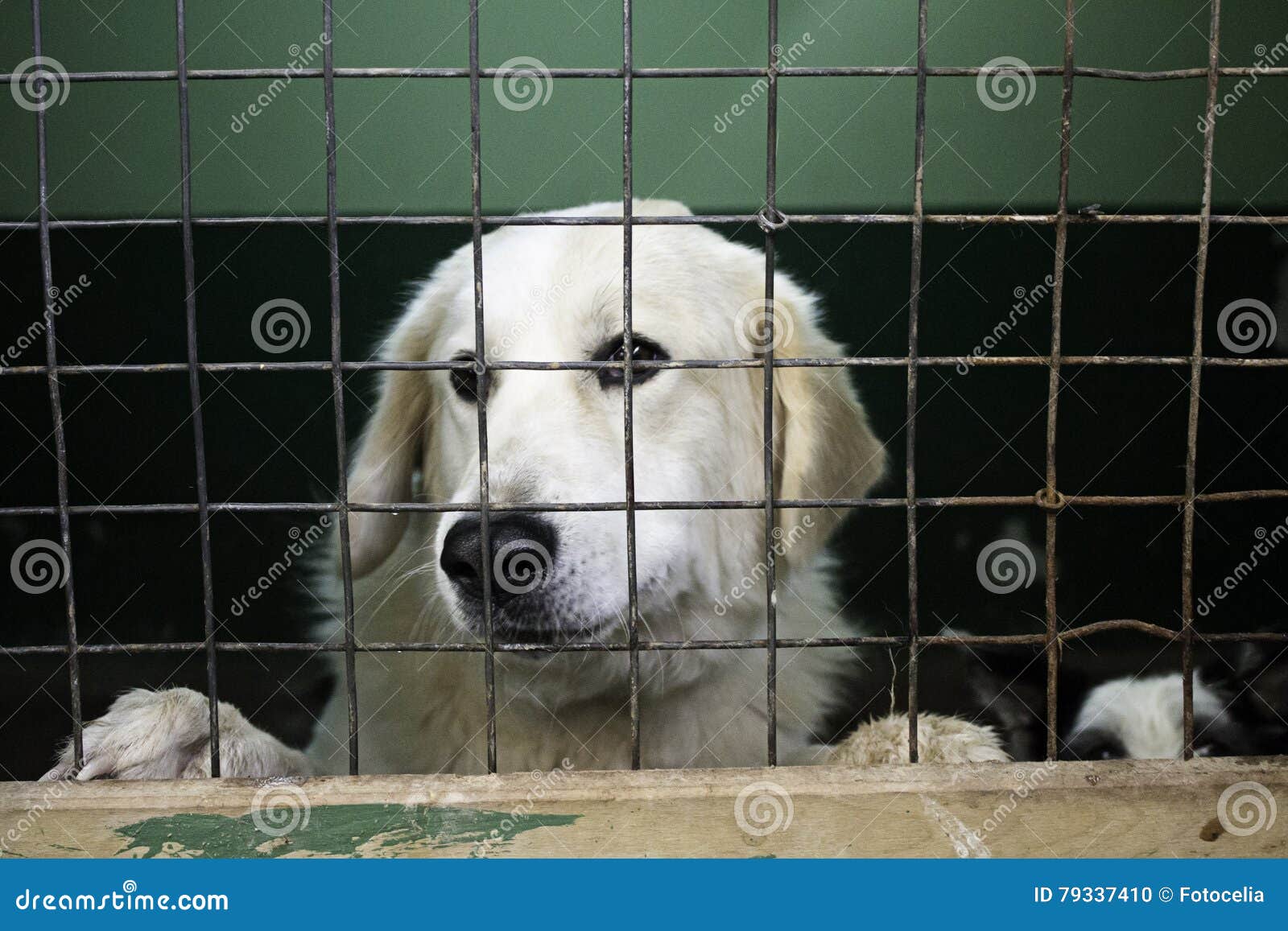Kennel dogs locked stock photo. Image of cute, fear, pound 79337410