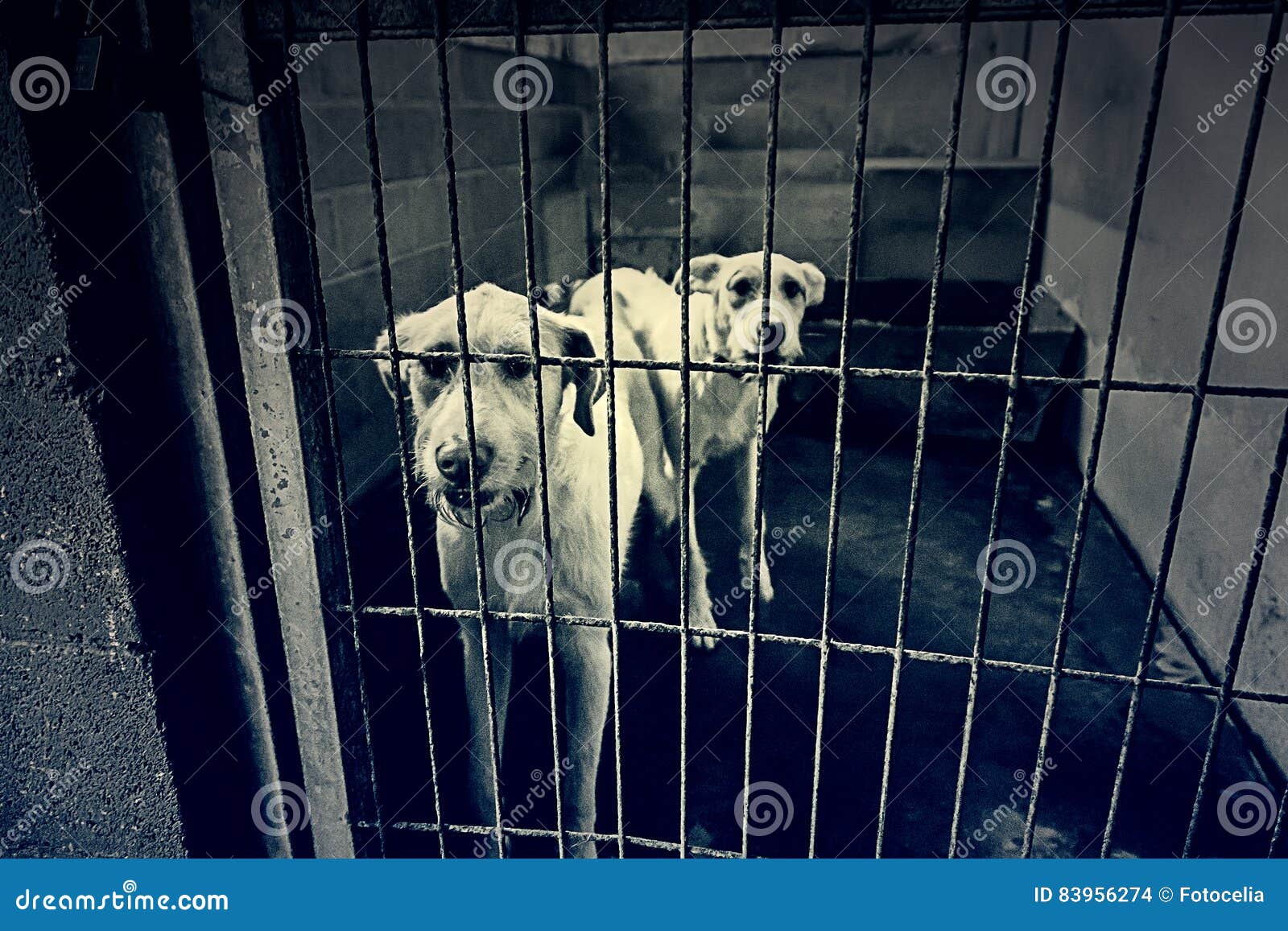 Kennel dogs together stock photo. Image of concept, captivity 83956274