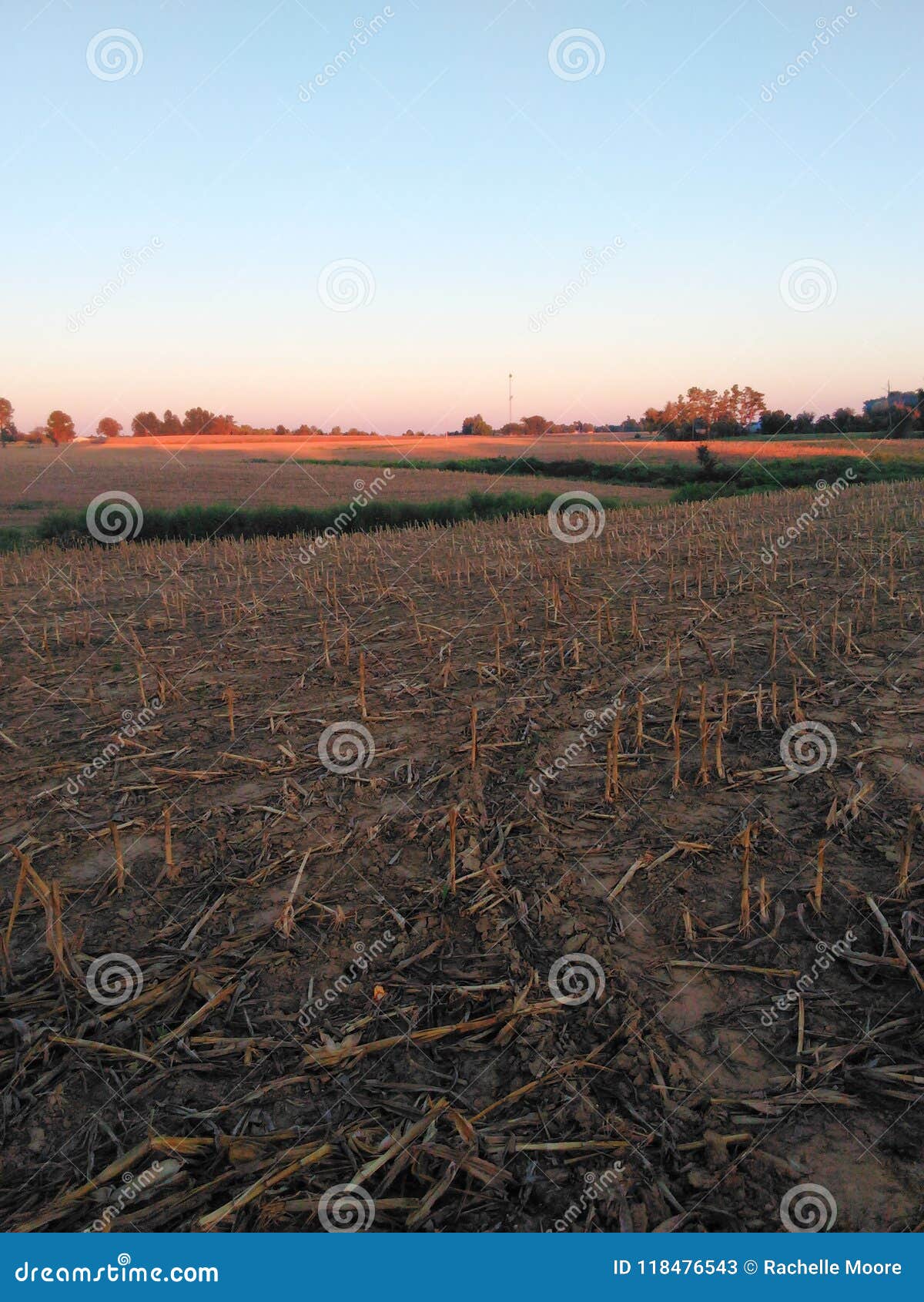 Field stock image. Image of kentucky, field, cornfield 118476543