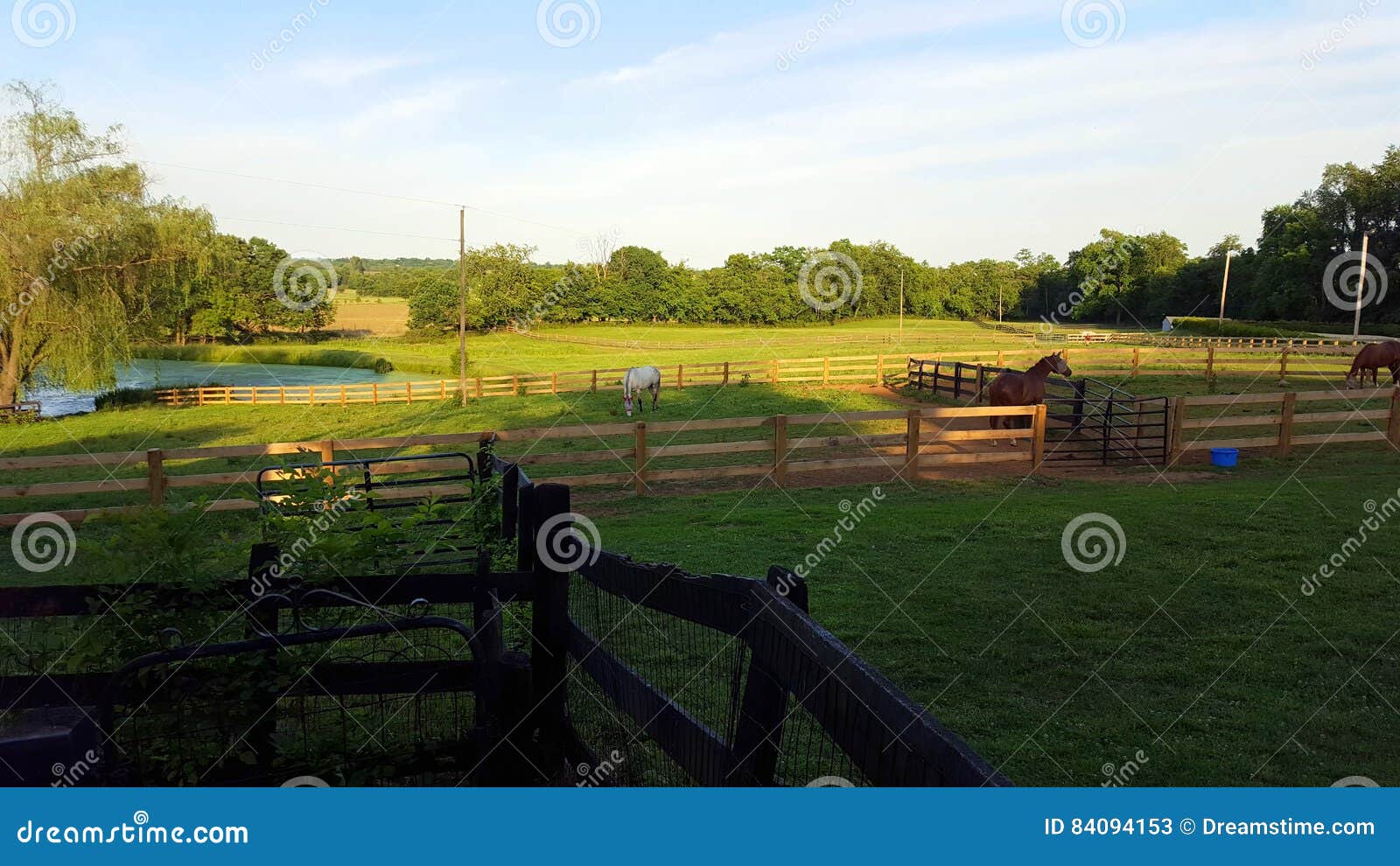 Kentucky Horse Farm stock image. Image of summer, wood 84094153