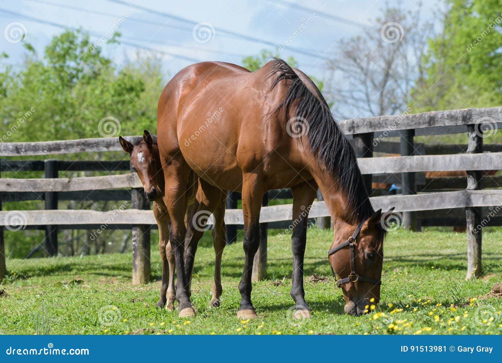 kentucky thoroughbred horse in bluegrass field