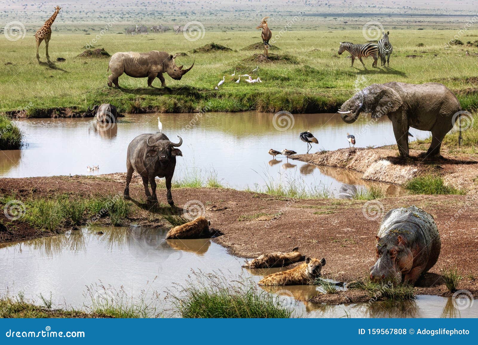 Kenya Africa Safari Animals Scene Stock Photo - Image of topi,  hippopotamus: 159567808