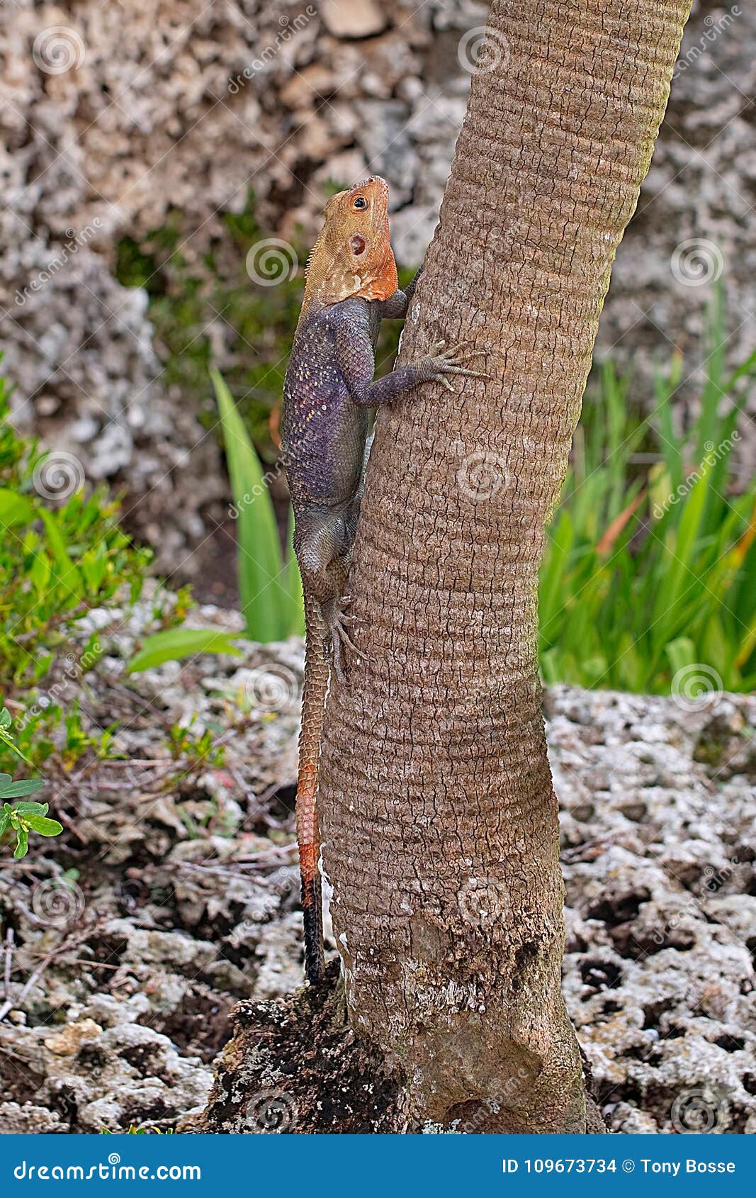 kenyan rock agama lizard climbing tree