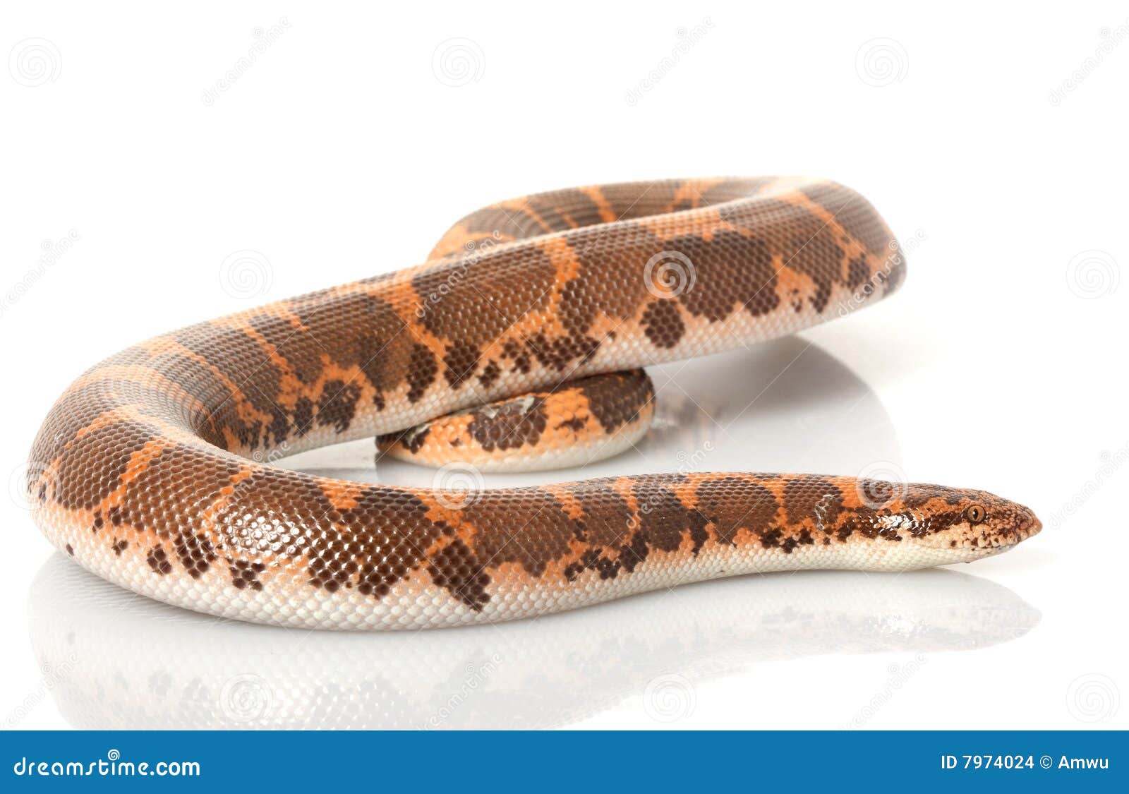 Kenyan Sand Boa stock photo. Image of snake, zoology, dangerous 7974024