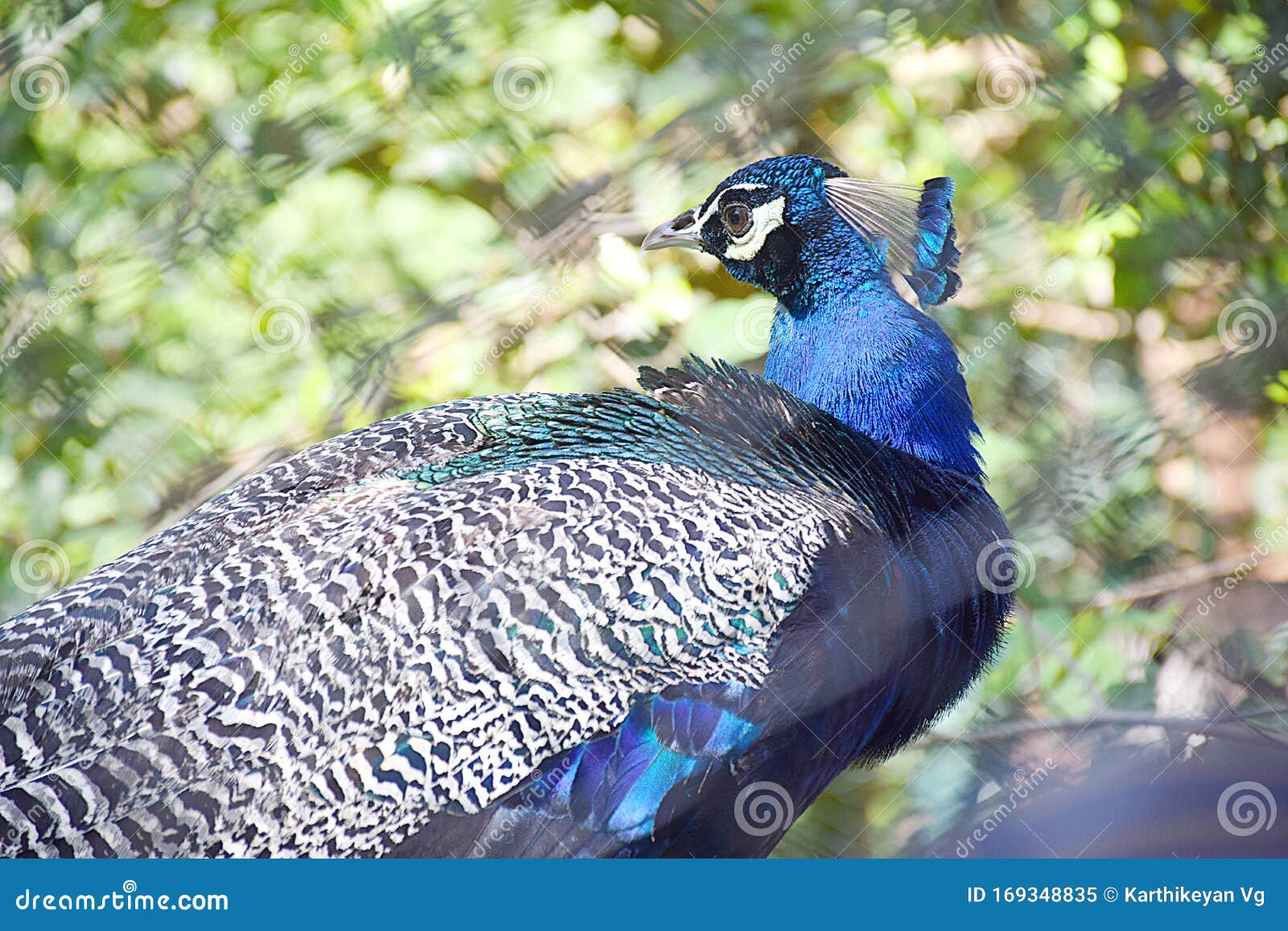 Peacock Blues - Kerala Zoo - Birds and Animals Stock Image - Image of captured, blues: 169348835 Peacock Blues - Kerala Zoo - Birds and Animals Stock Image - Image of captured, blues: 169348835