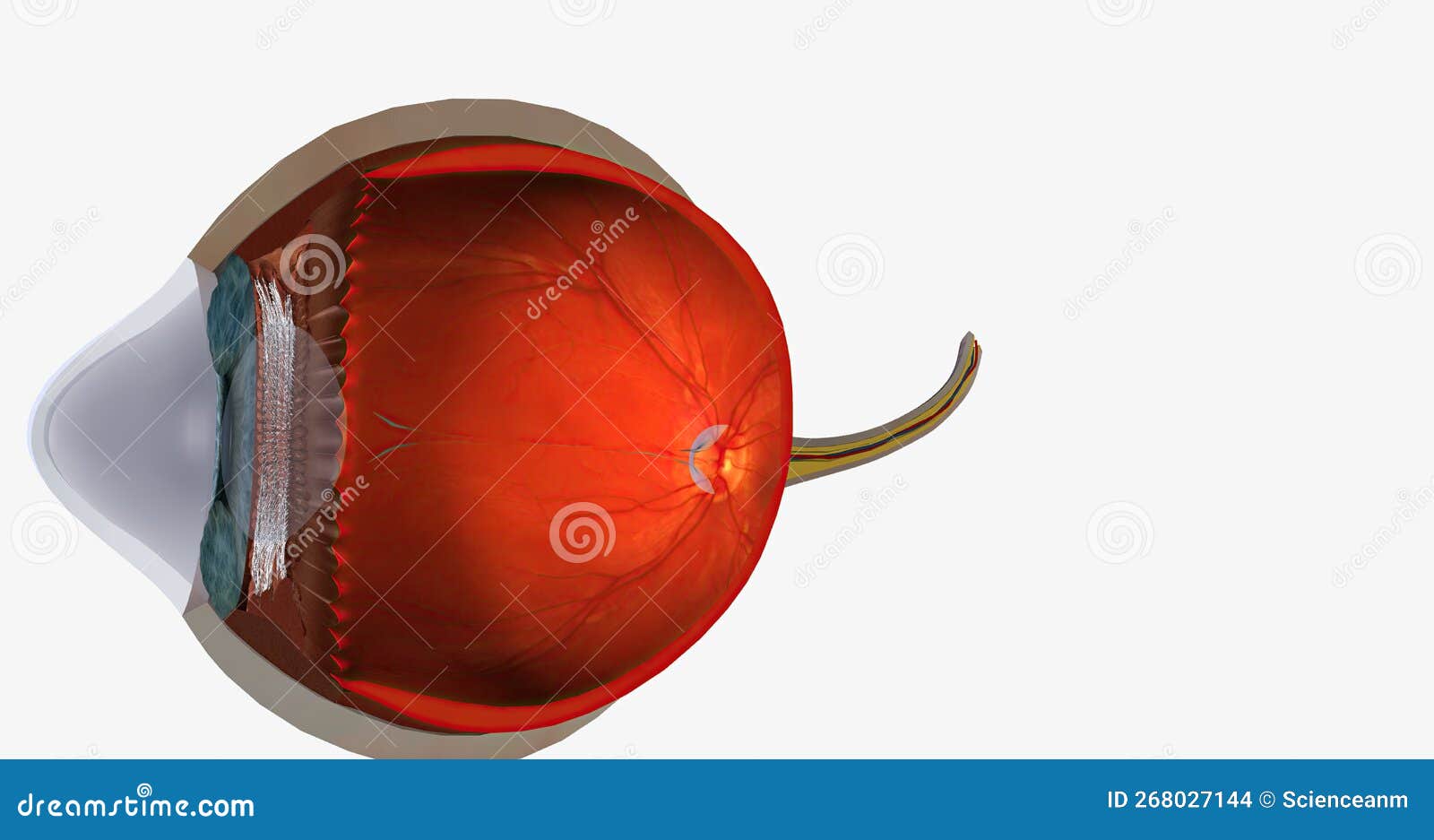 Keratoconus is an Eye Disease that Affects the Structure of the Cornea