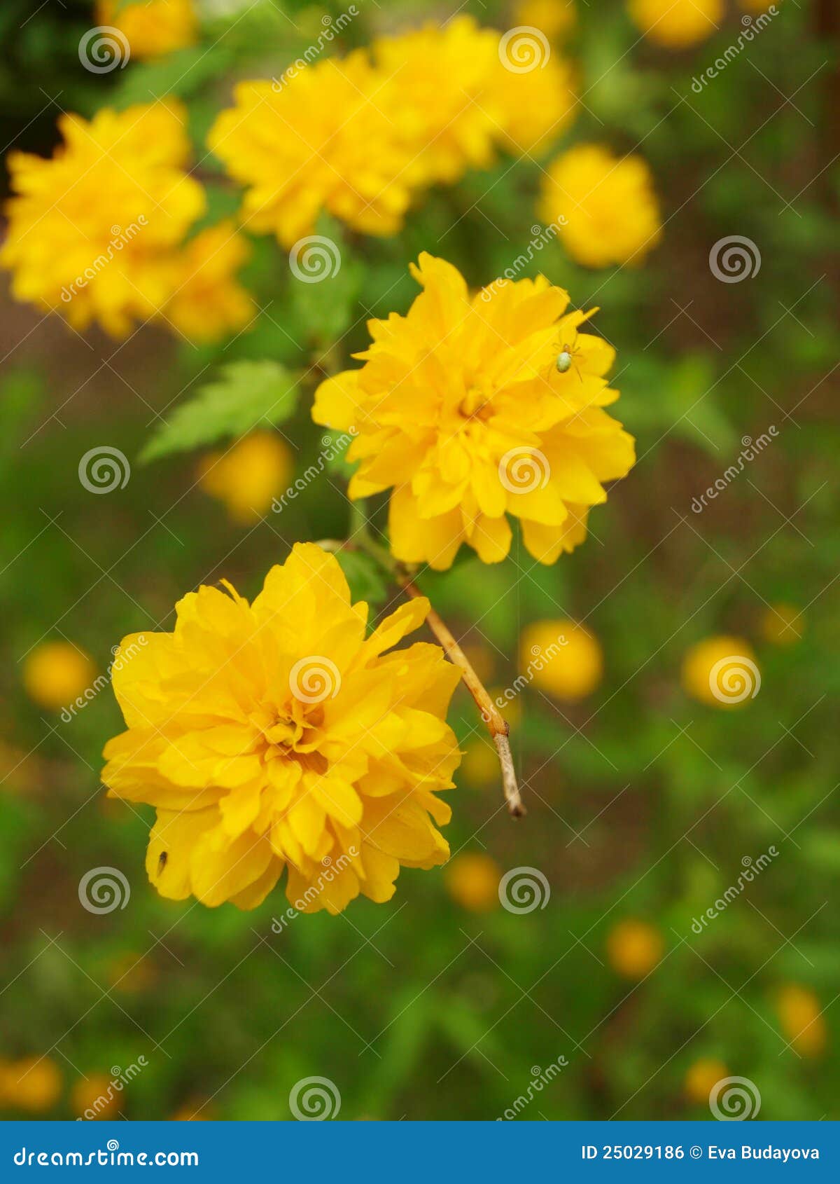 Keria stock photo. Image of flowering, summer, landscape 